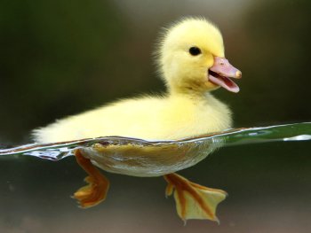 Preview Image 272532
