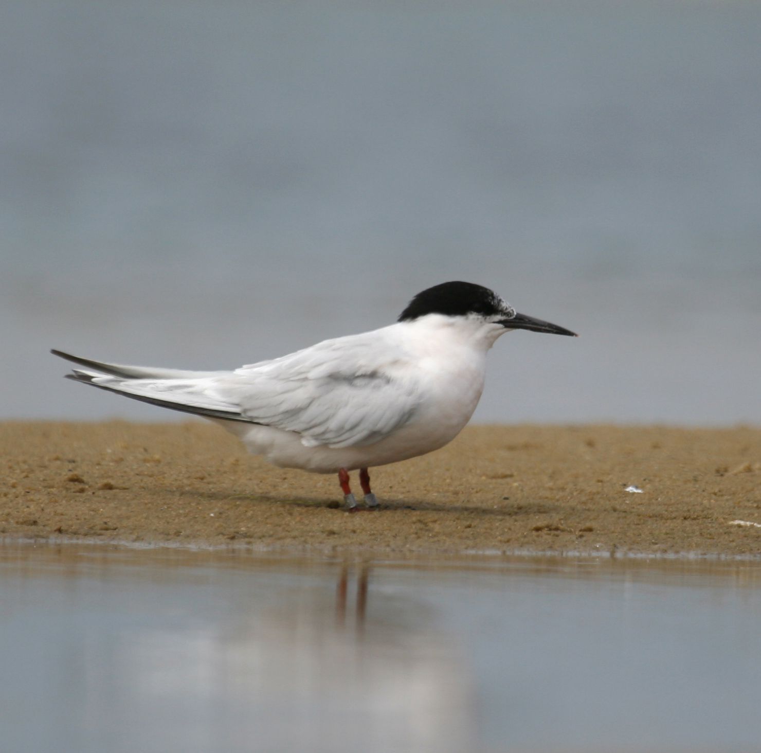 Tern Picture - Image Abyss