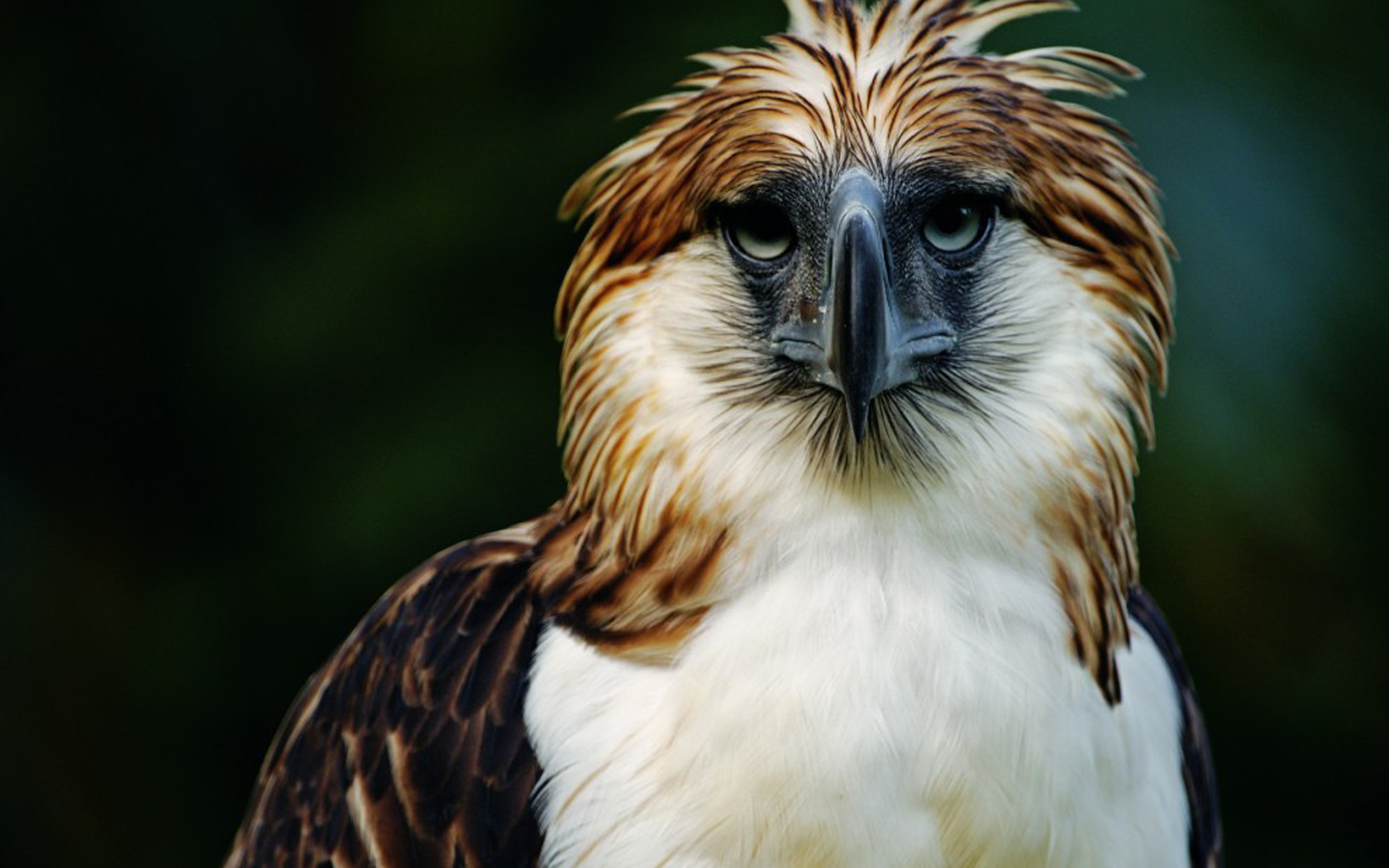 philippine-eagle-picture-image-abyss