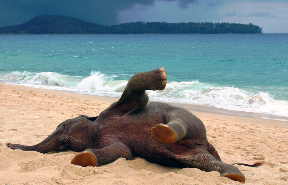 Elephant having fun at the beach