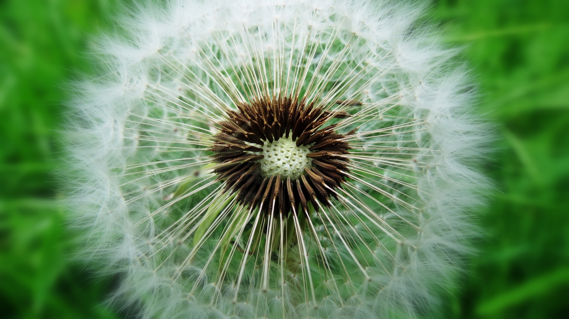 Sow thistle by TomKon