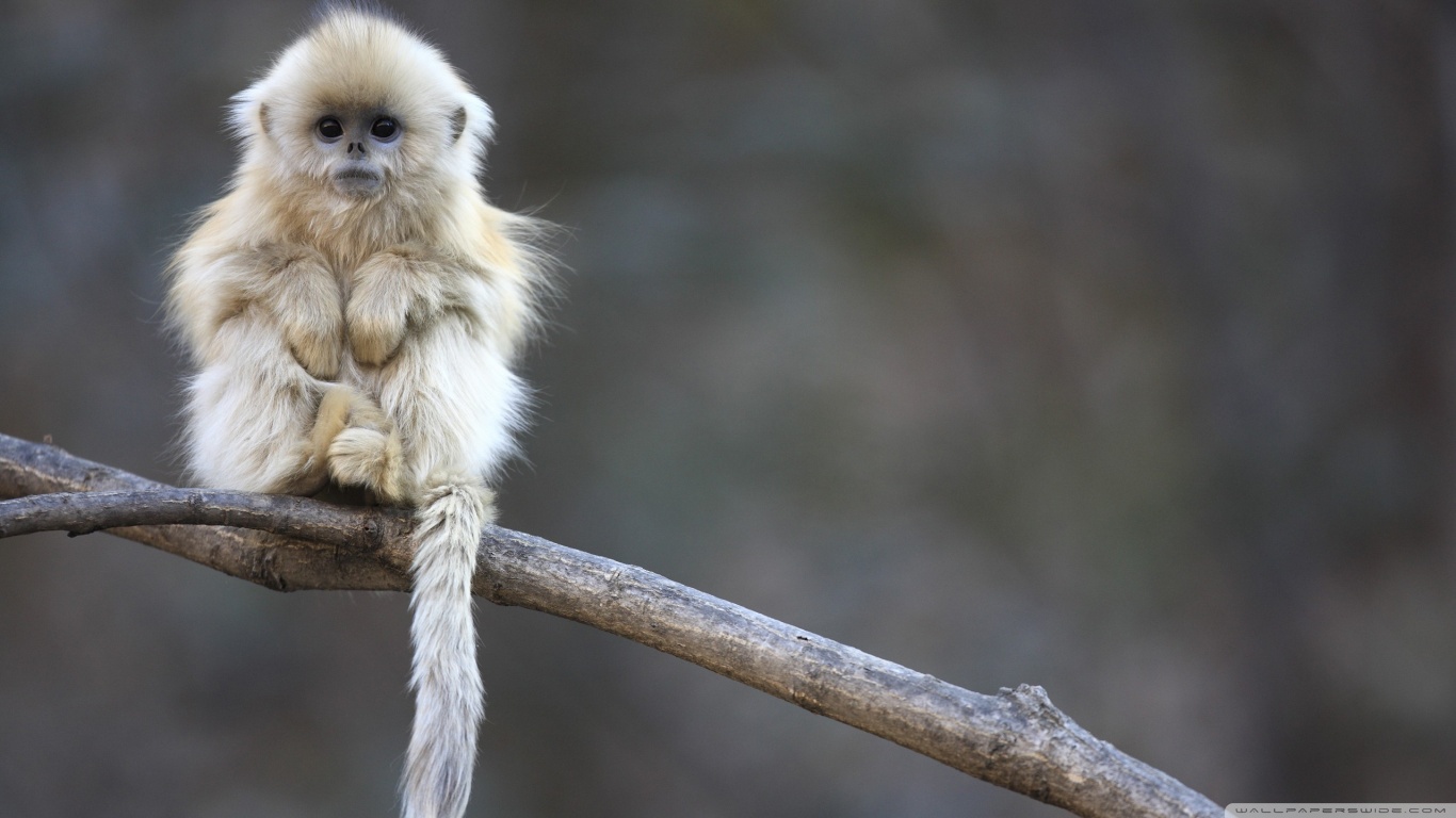 Golden snub-nosed monkey Picture