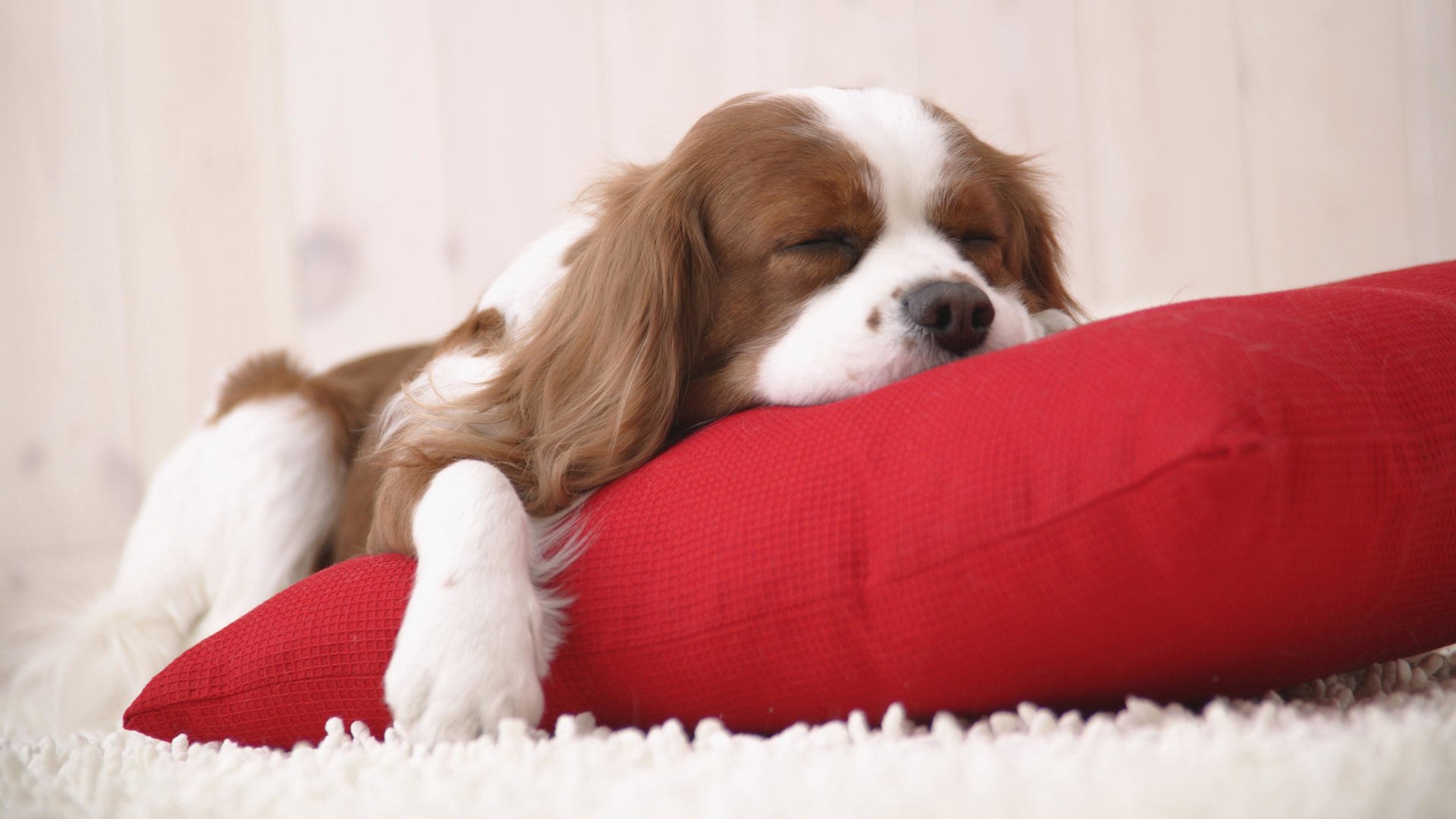 Animal — a King Charles Spaniel sleeps with its head on a red pillow atop a white rug.