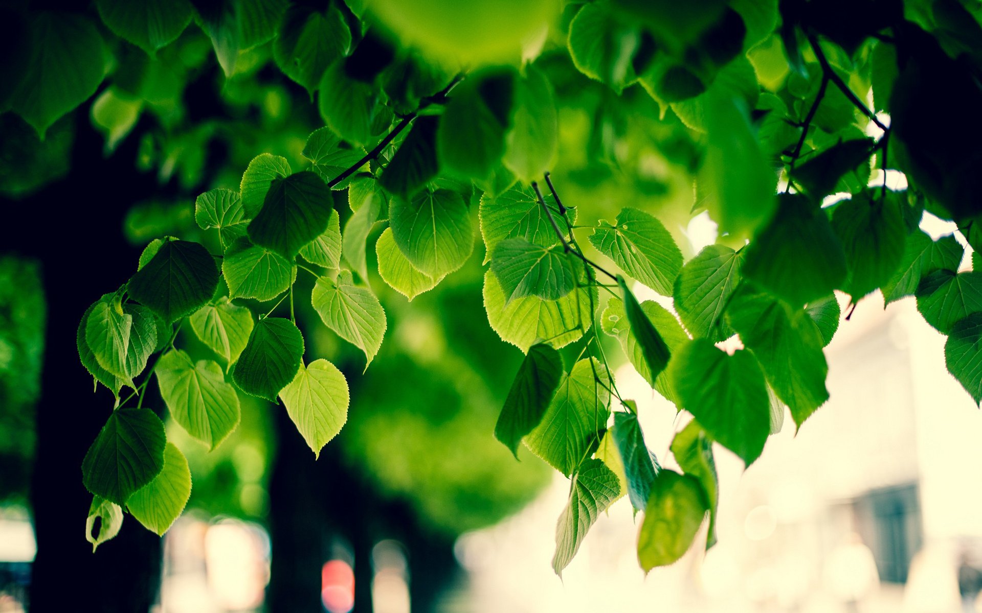 Close-up of vibrant green leaves hanging from a tree, showcasing the intricate details and freshness of nature. The background softly blurs, emphasizing the foliage.