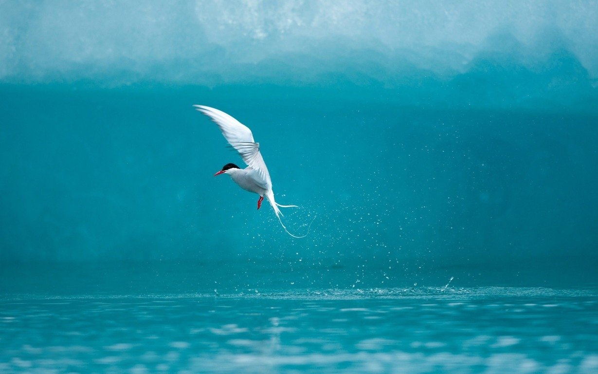 bird Animal Tern Image
