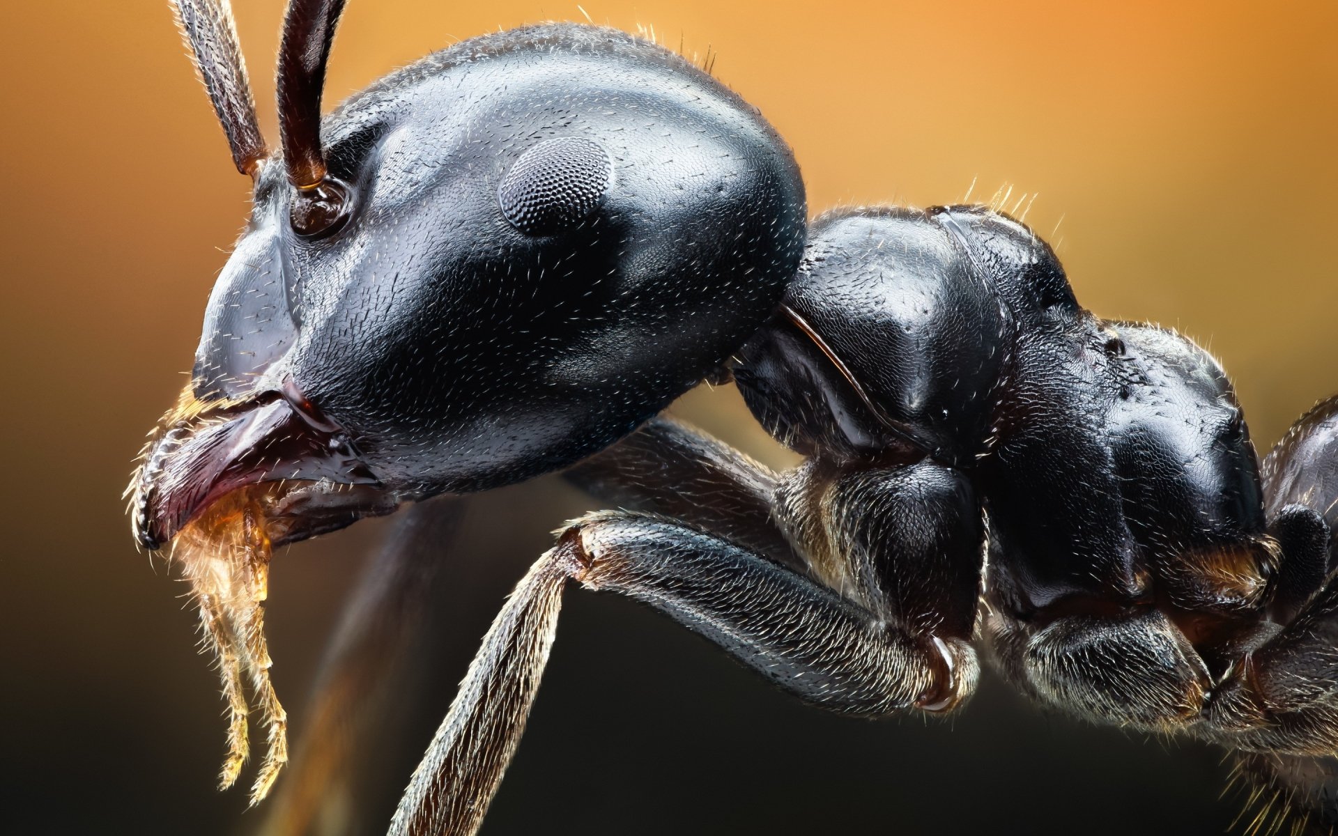Ant Image - ID: 273145 - Image Abyss