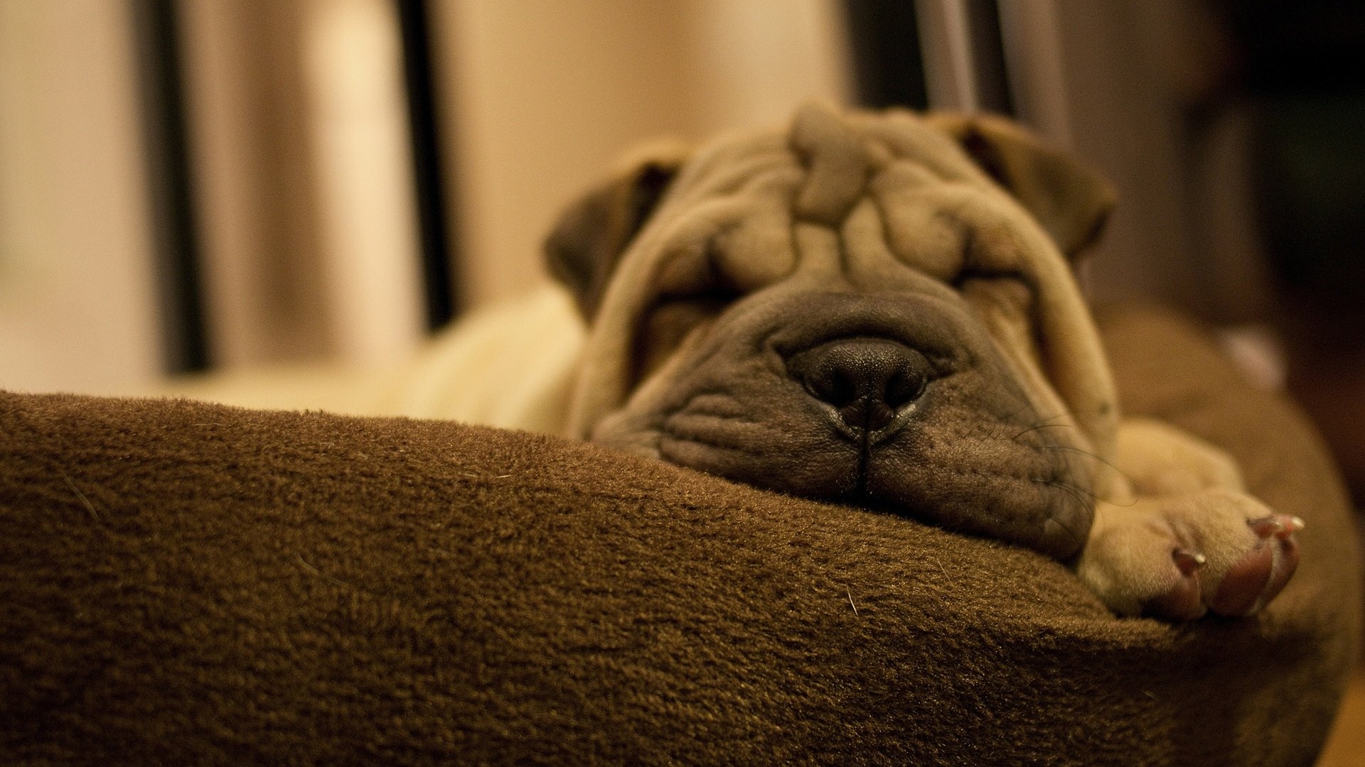 Animal shar pei Image