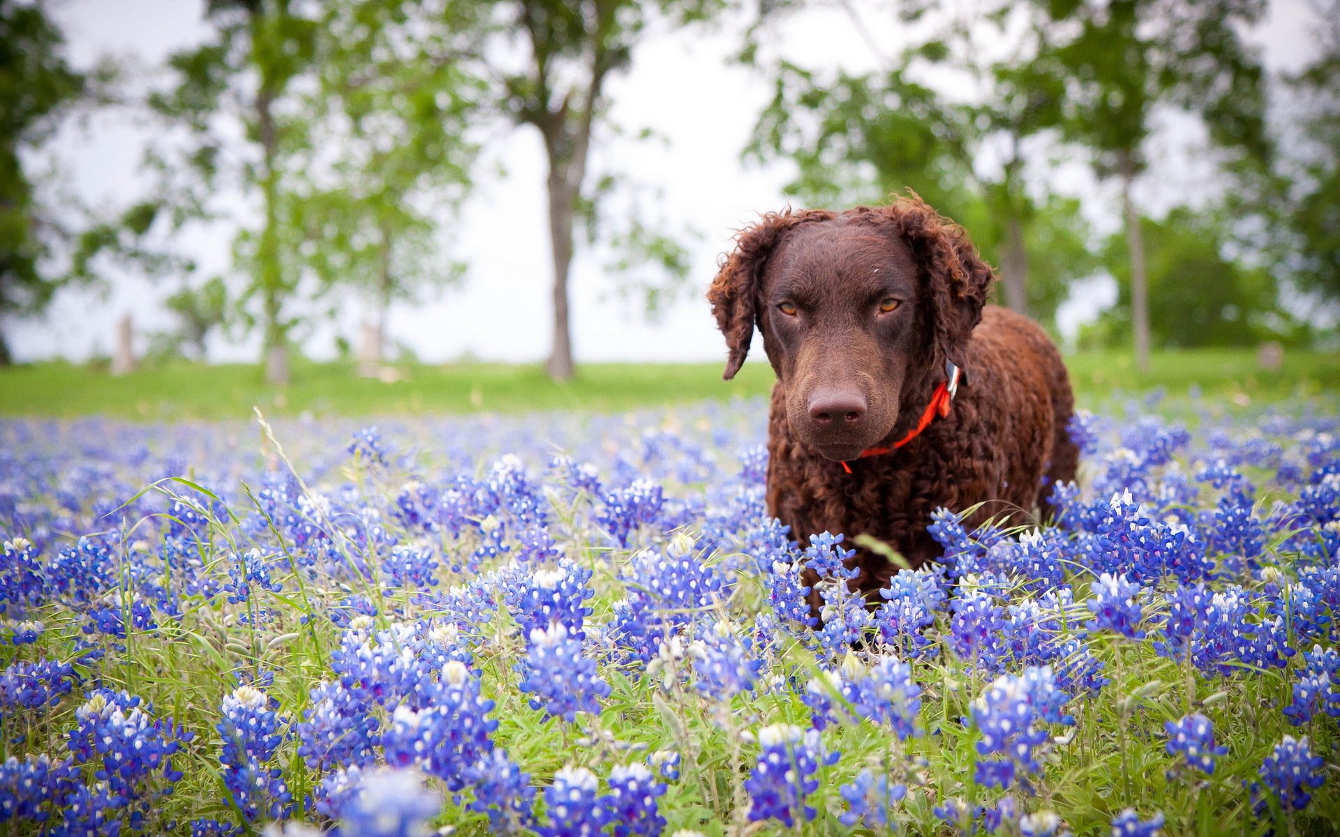 Animal curly coated retriever Image