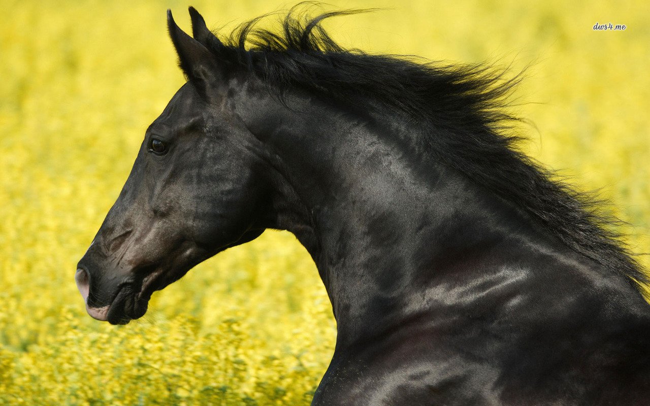 Majestic Black Horse in Full Bloom Majestic Black Horse in Full Bloom