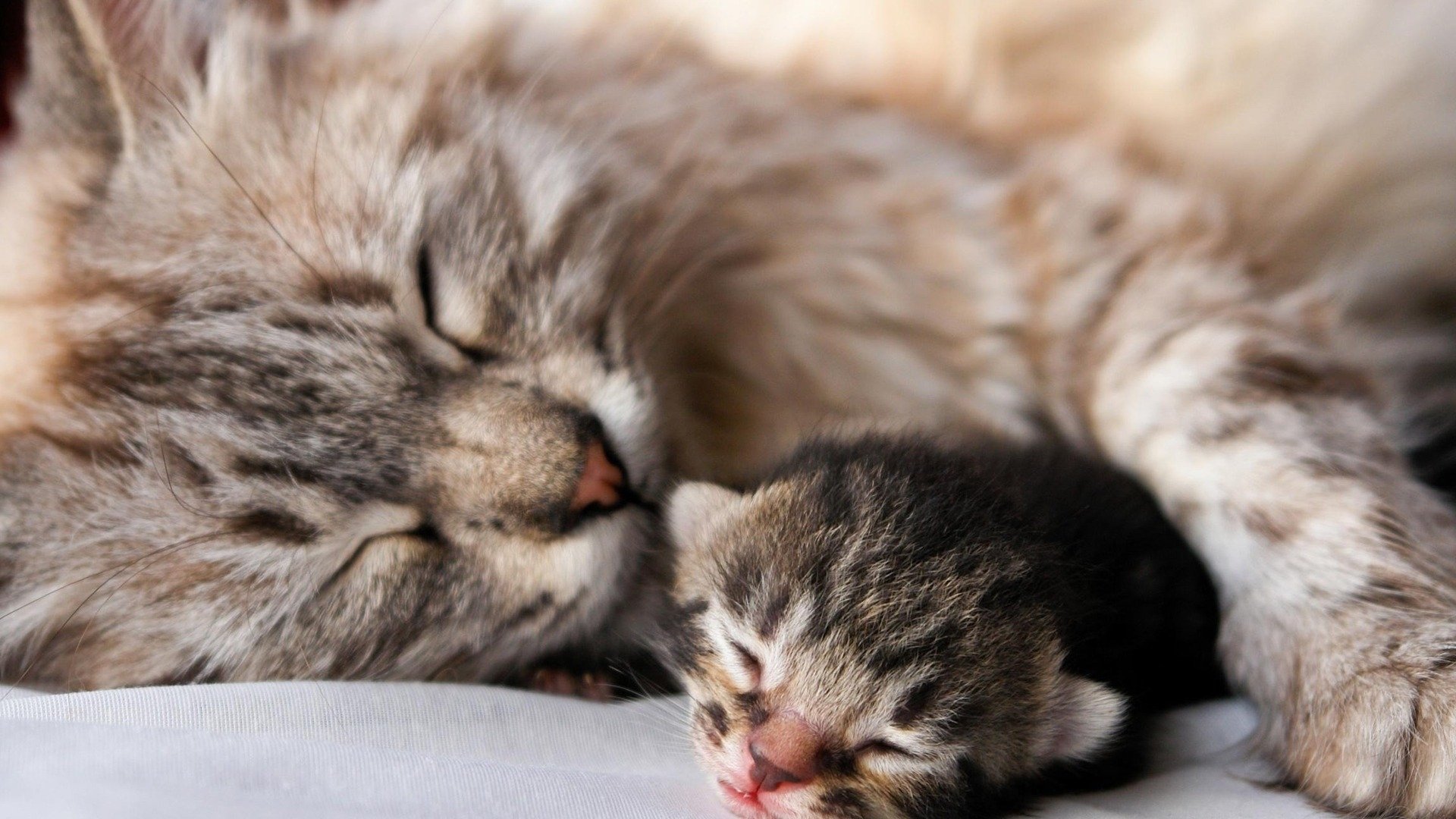 A close-up of a cat peacefully sleeping next to a tiny kitten, both resting closely together.