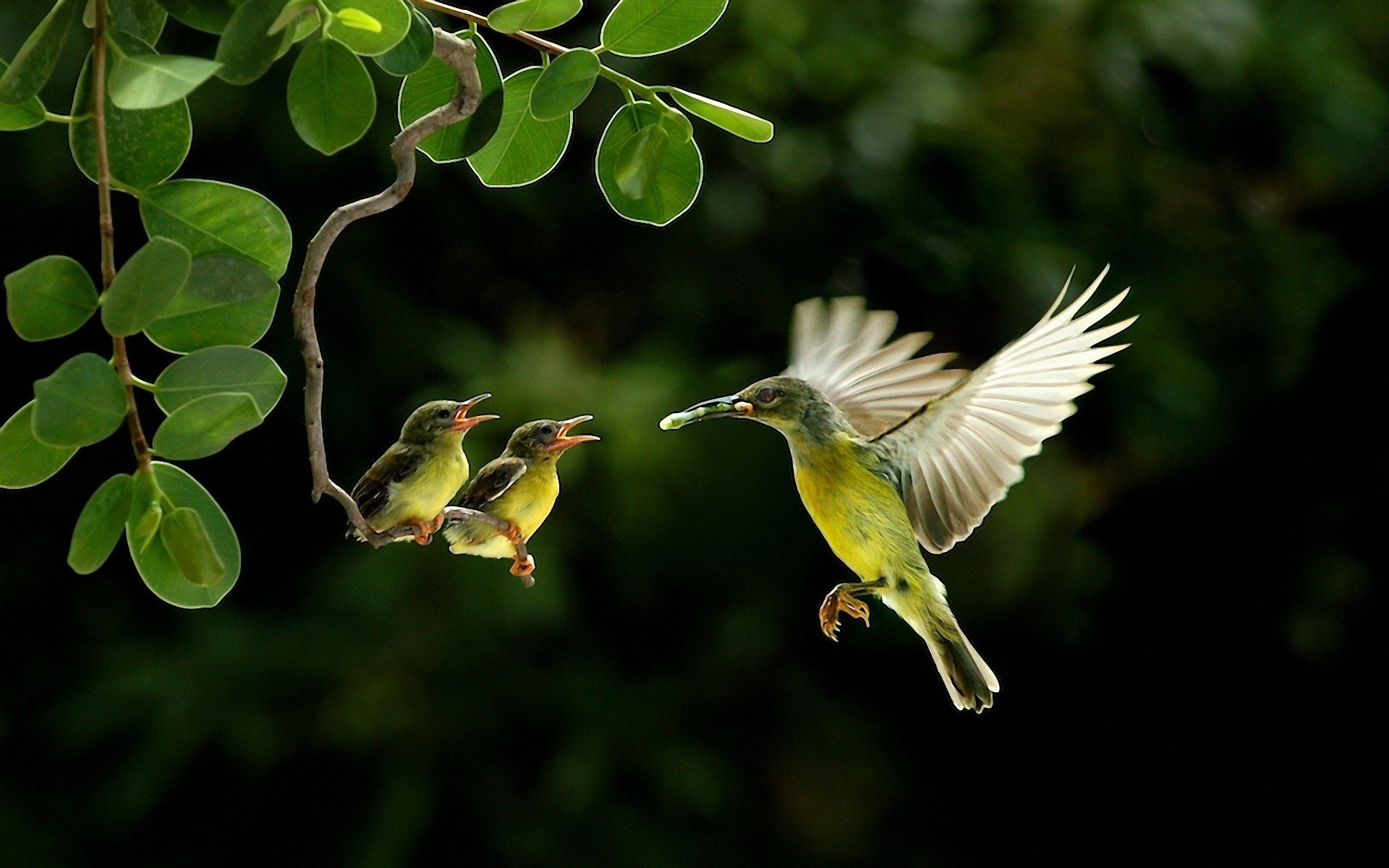 Animal hummingbird Image