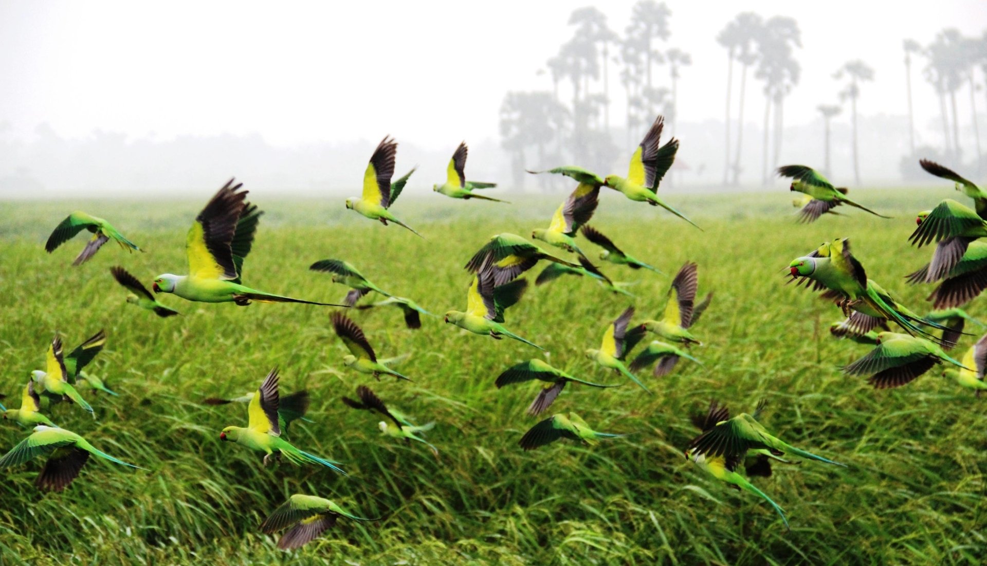 A vibrant flock of green parrots flies over lush grass, surrounded by a misty landscape and distant palm trees, showcasing the beauty of nature and wildlife.
