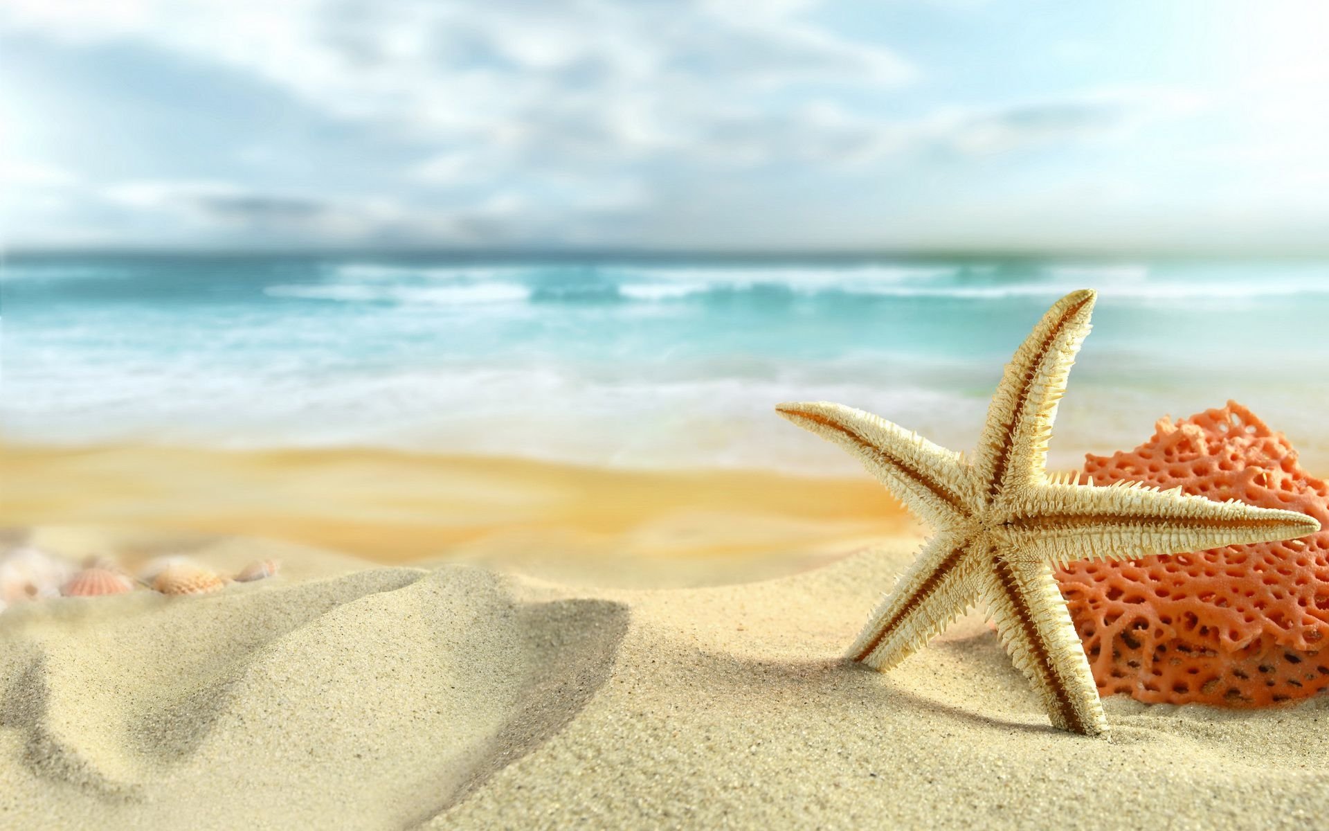 Animal starfish Image