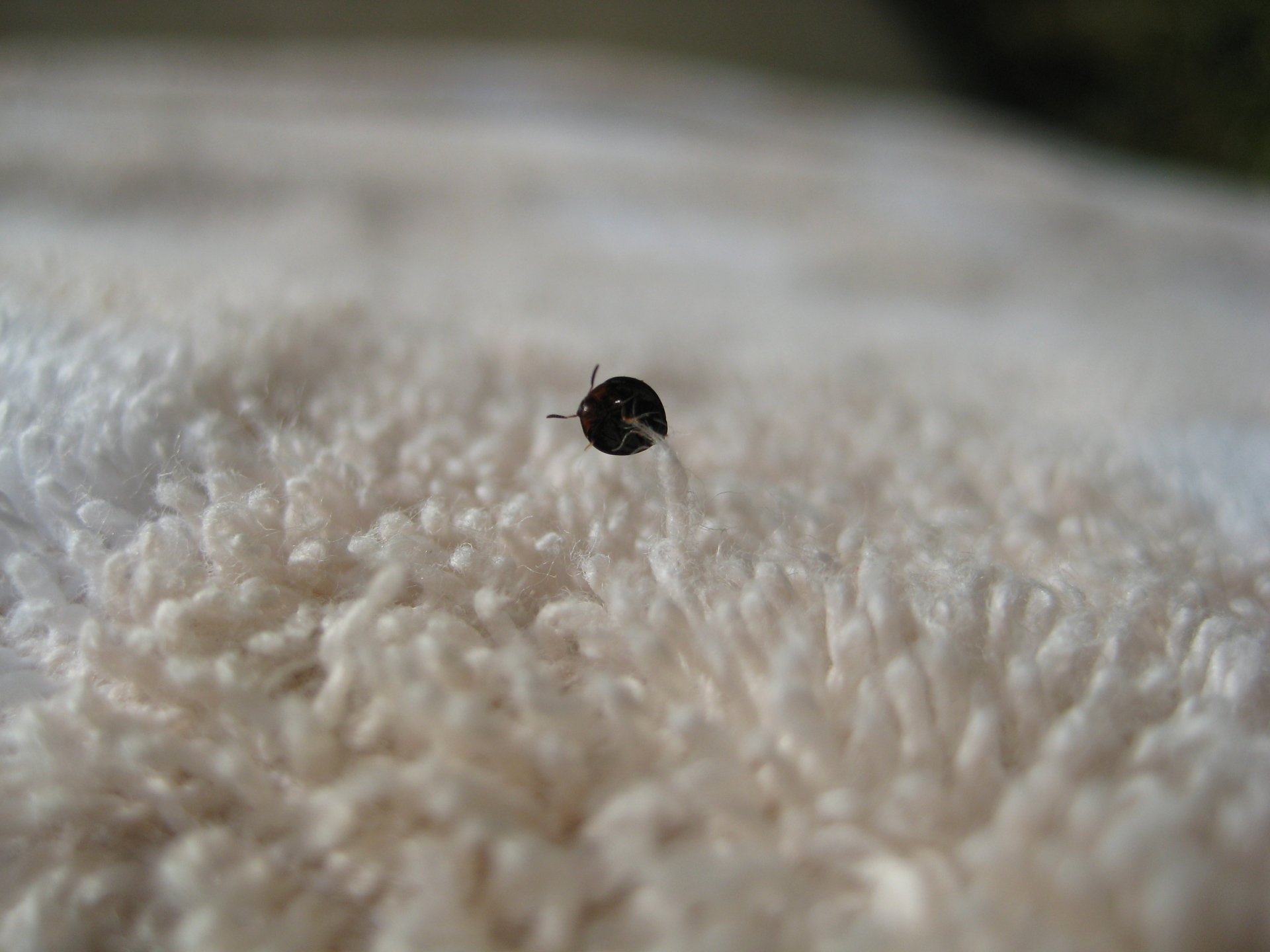  Bug on Highest Towel Thread