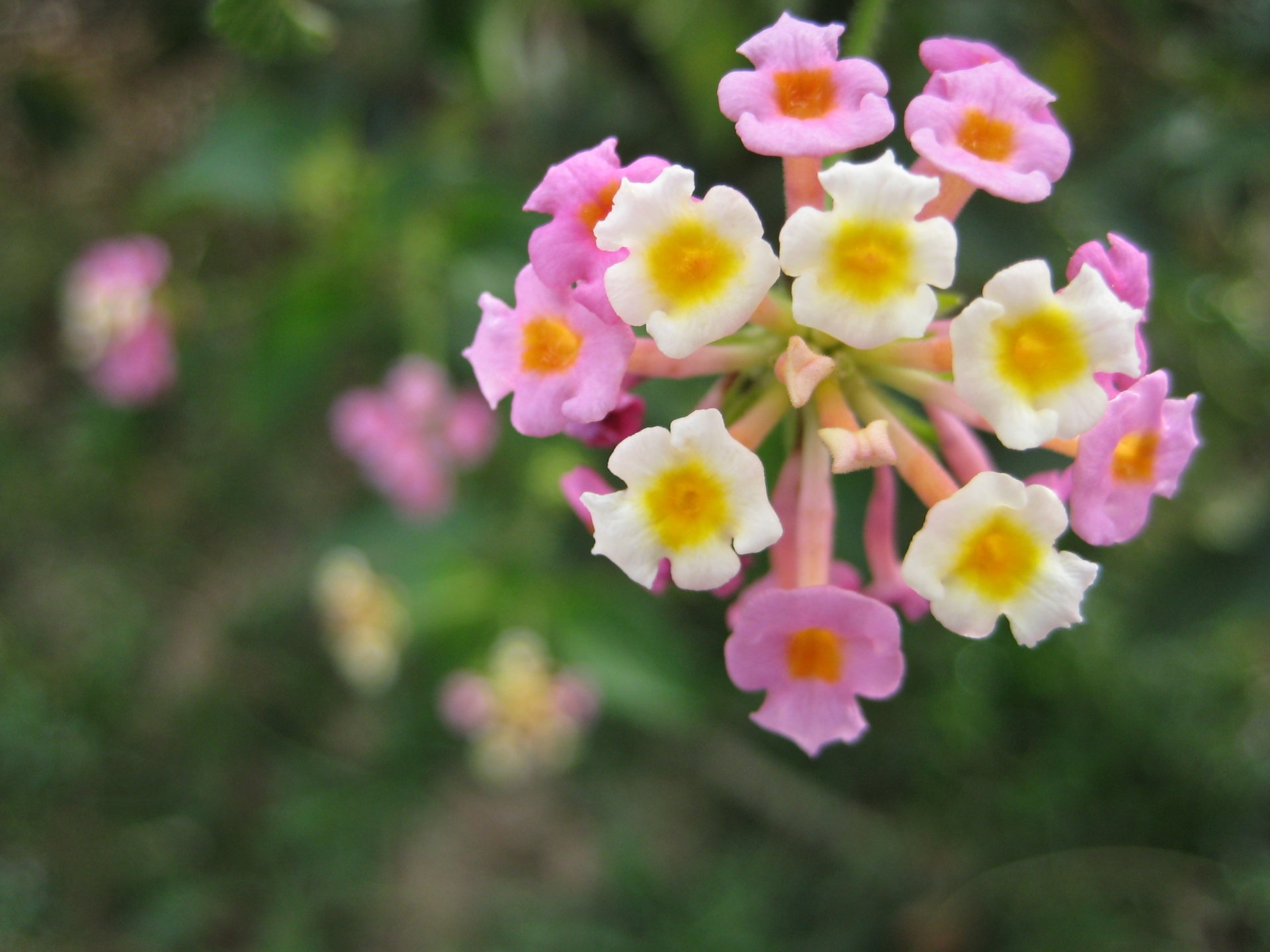 Macro photography captures a cluster of delicate pink and white flowers with yellow centers against a blurred green natural background.