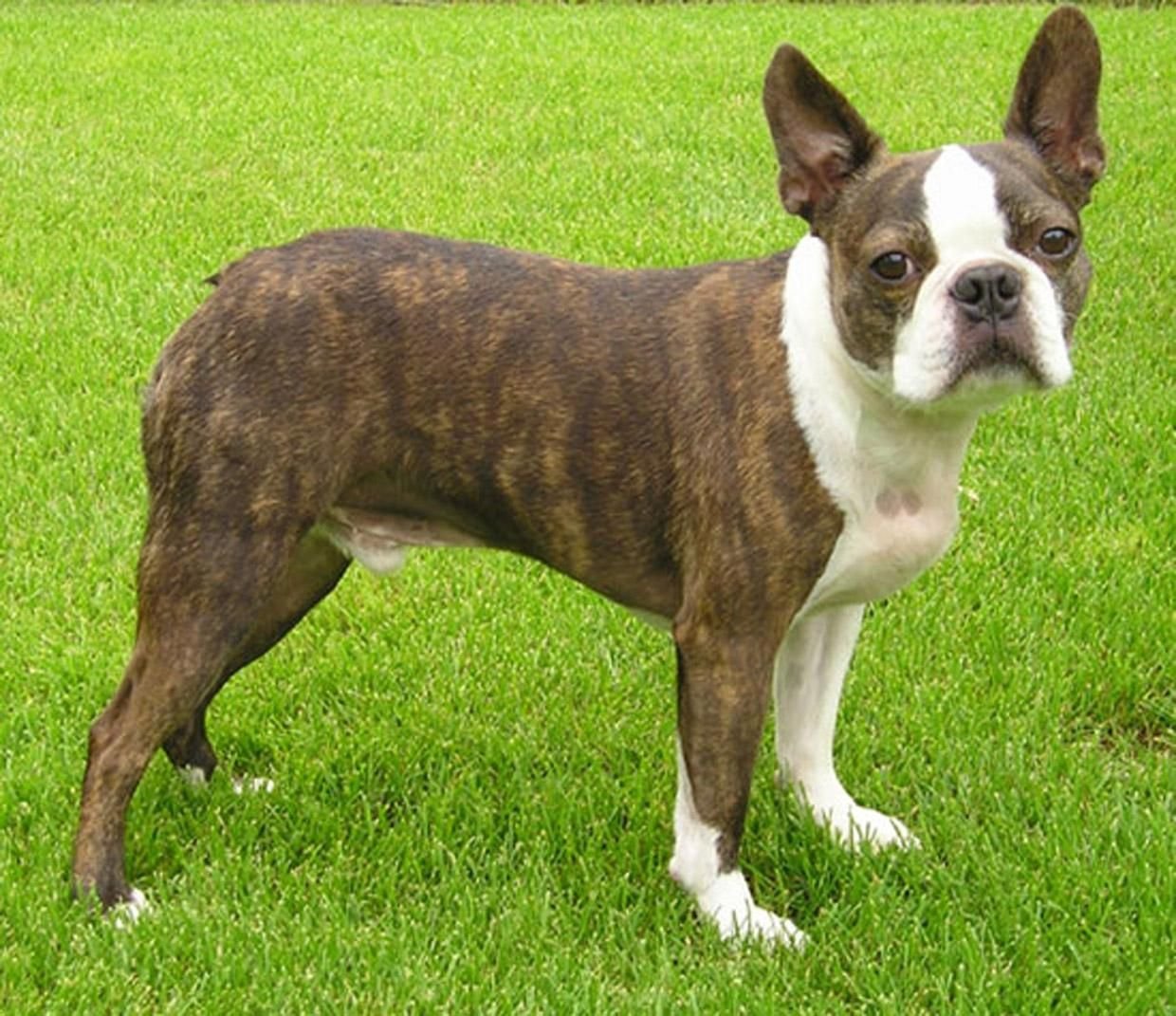 dog Animal Boston Terrier Image