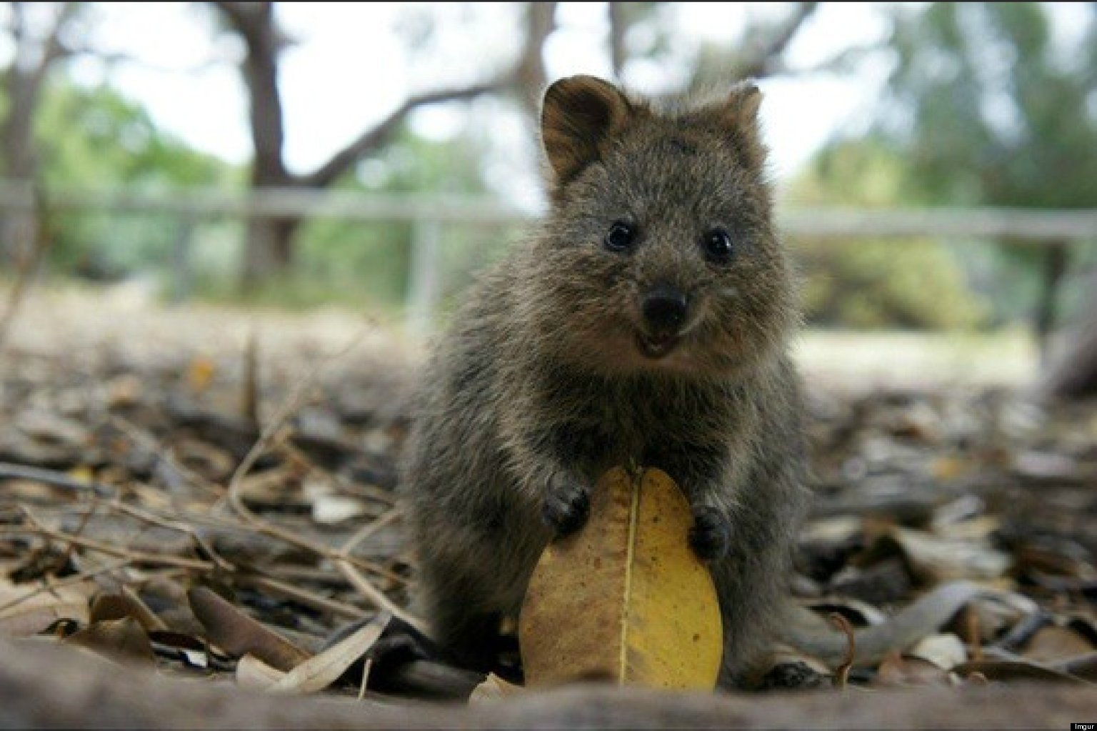 A quokka, a small marsupial animal, sits on the ground holding a leaf amidst dry foliage and trees in a natural outdoor setting.