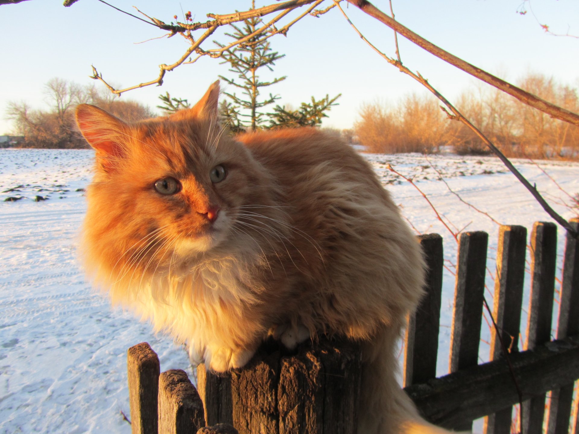 Fluffy orange cat sits on a wooden fence post in a snowy yard at golden hour, the animal framed by bare branches and warm light.