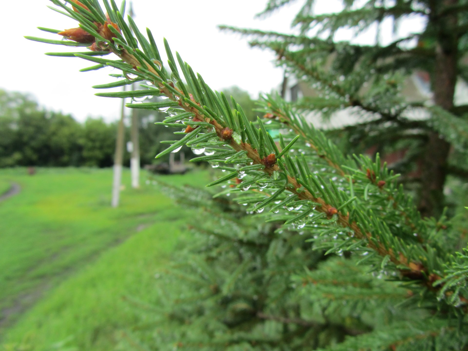 nature pine tree Image