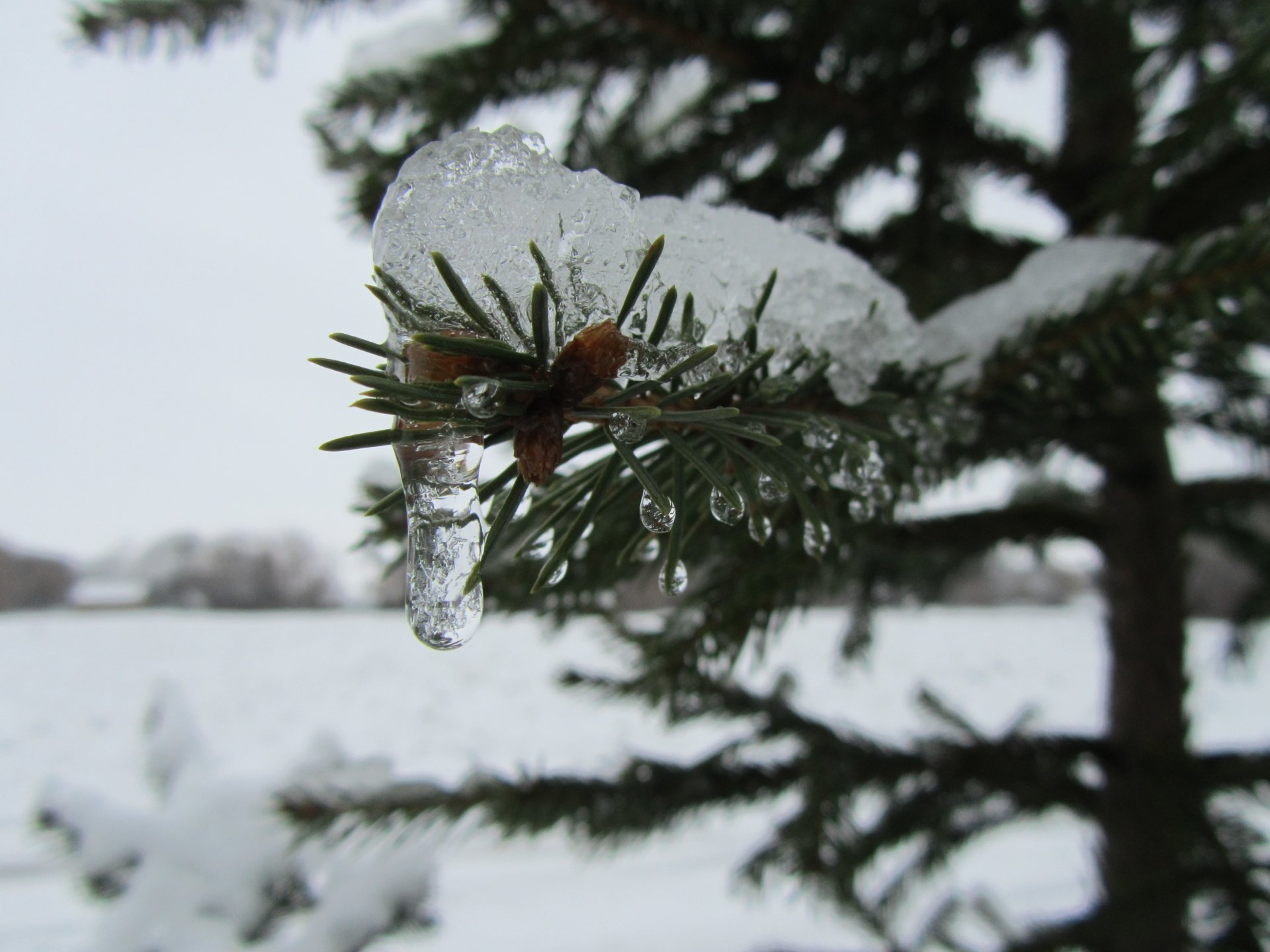 nature pine tree Image