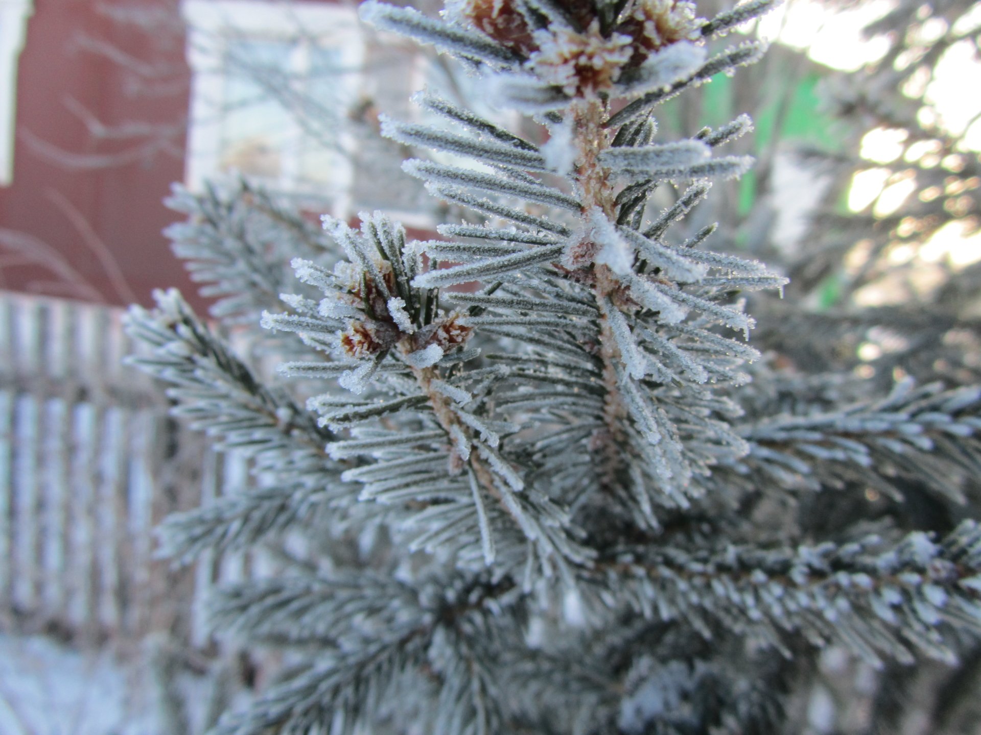 nature pine tree Image