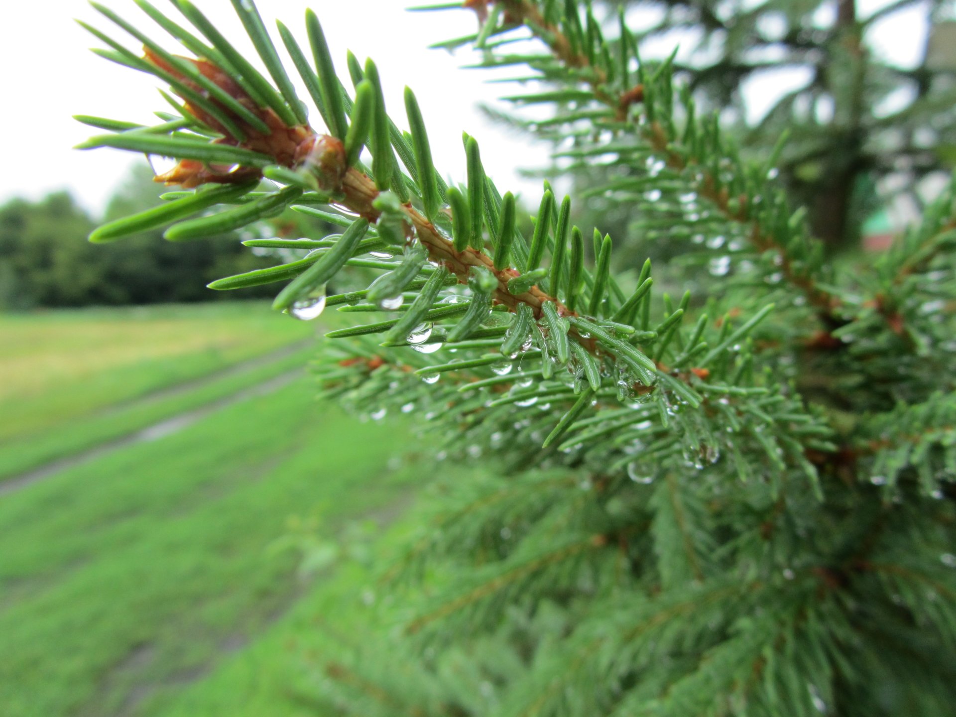 nature pine tree Image