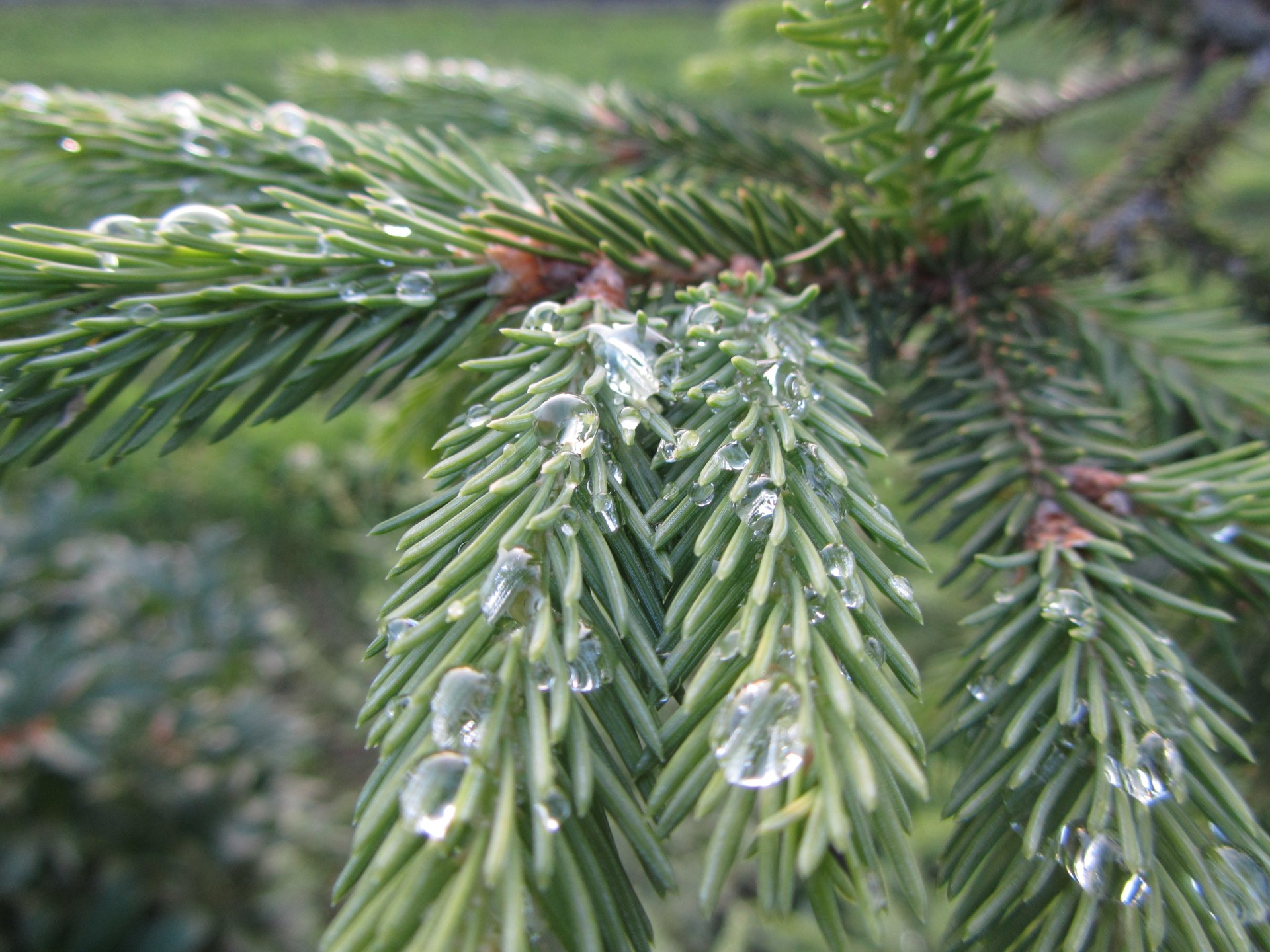 nature pine tree Image