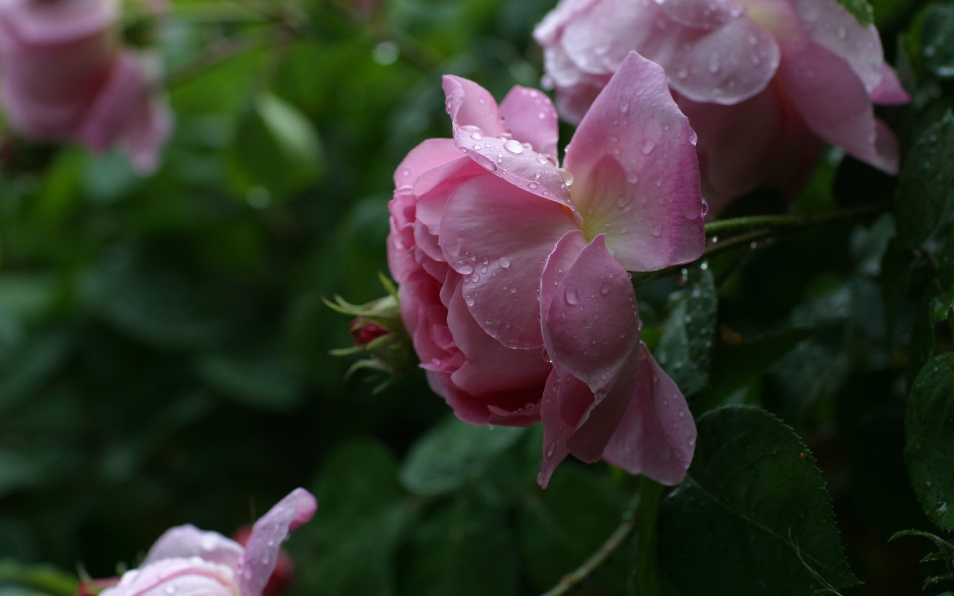 Elegant Nature: The Beauty of Roses