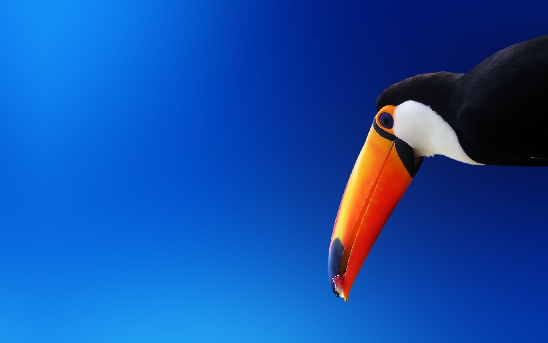 Close-up of a toucan's head with a vivid orange bill set against a smooth deep-blue background.