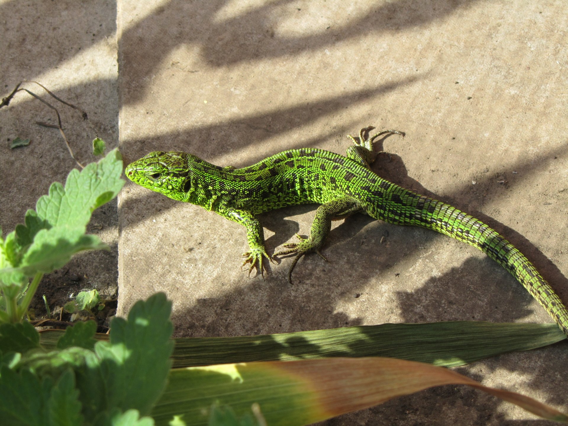 Animal lizard Image