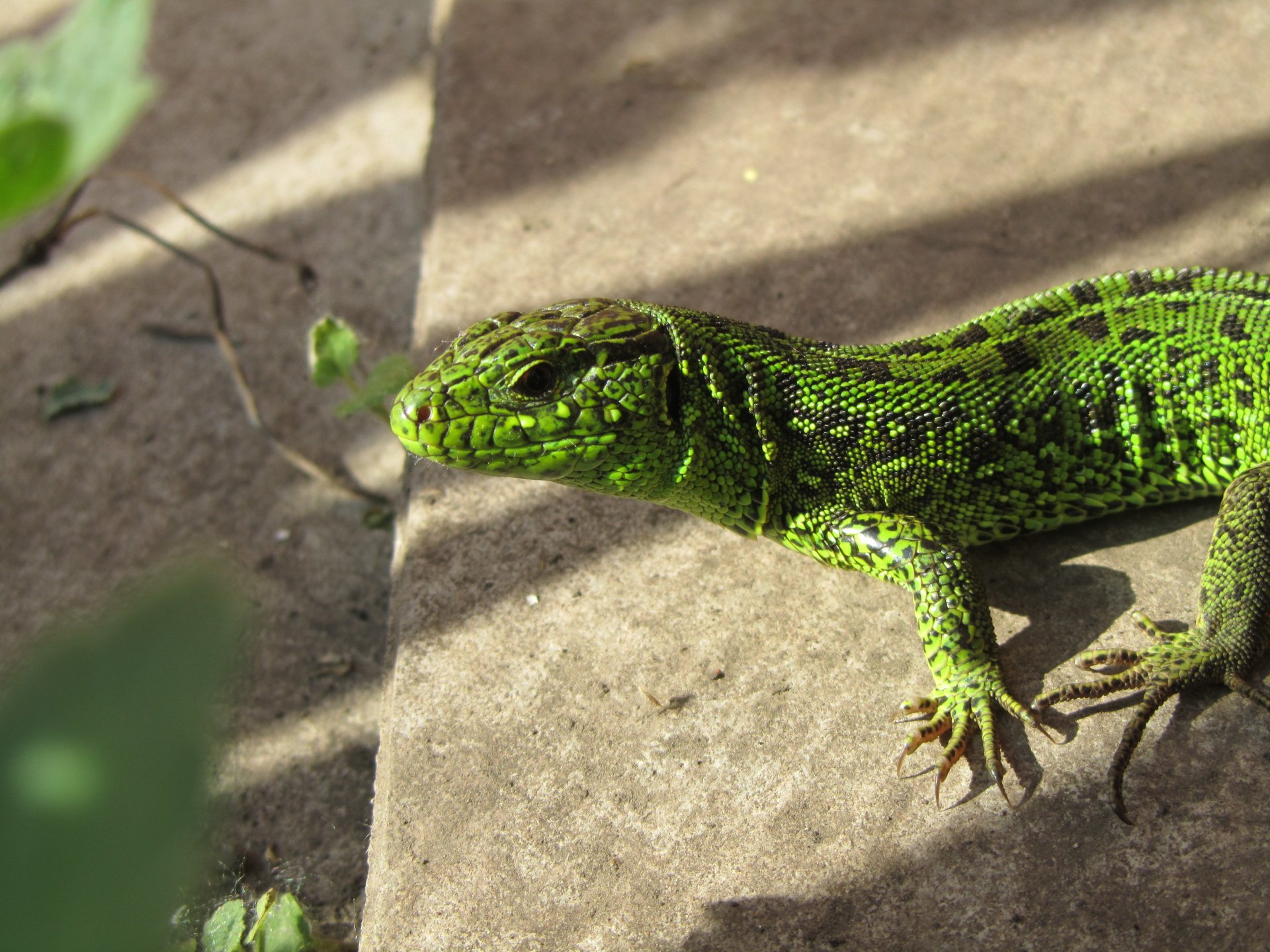 Sunlit green lizard, an animal, resting on a stone slab with textured scales and visible claws.