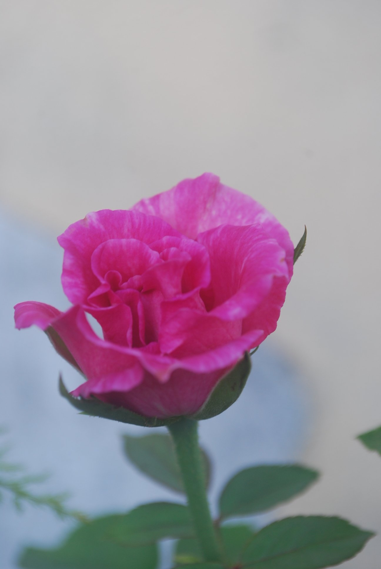  pink rose