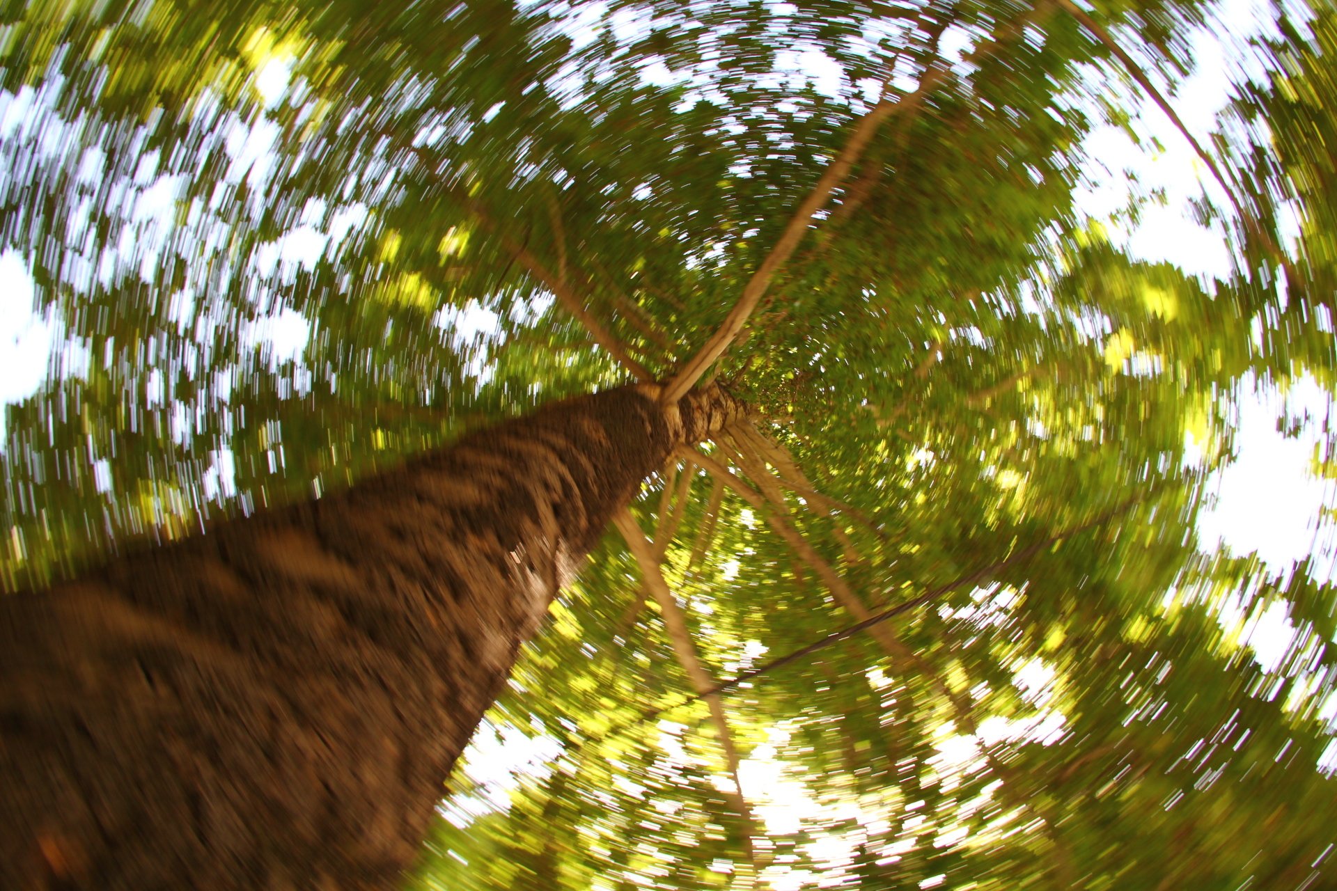 View looking up around a tall tree trunk with green leaves in a natural setting, captured with a swirling motion effect.