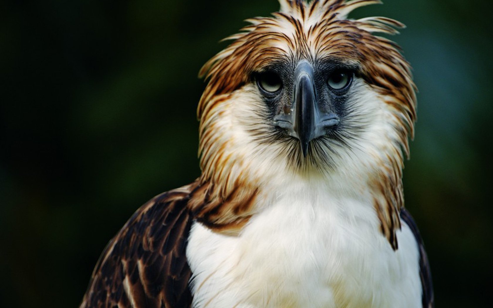 Close-up of a Philippine eagle with striking brown and white feathers and a sharp beak against a blurred green background.