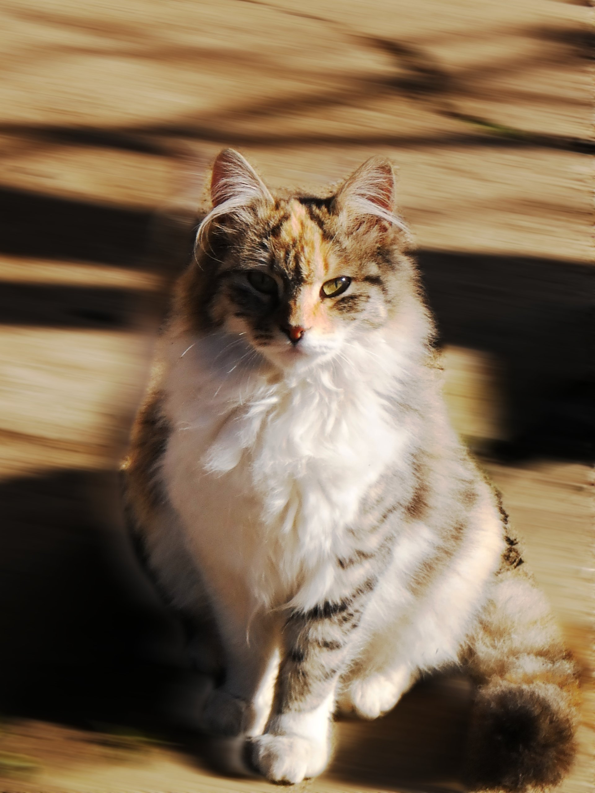 A fluffy, long-haired cat with a mix of white, brown, and gray fur sits in sunlight on a wooden surface, casting soft shadows behind it.