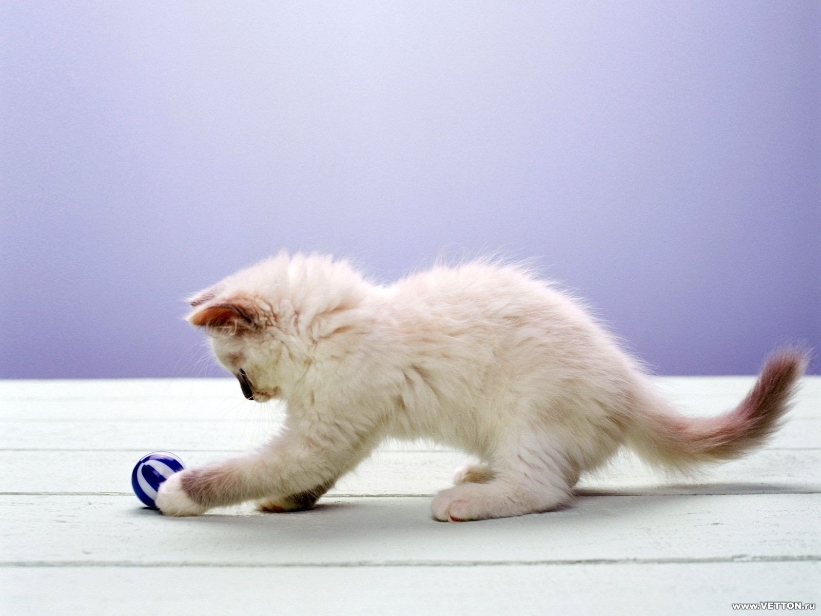 My Marble Image ID 273751 Image Abyss