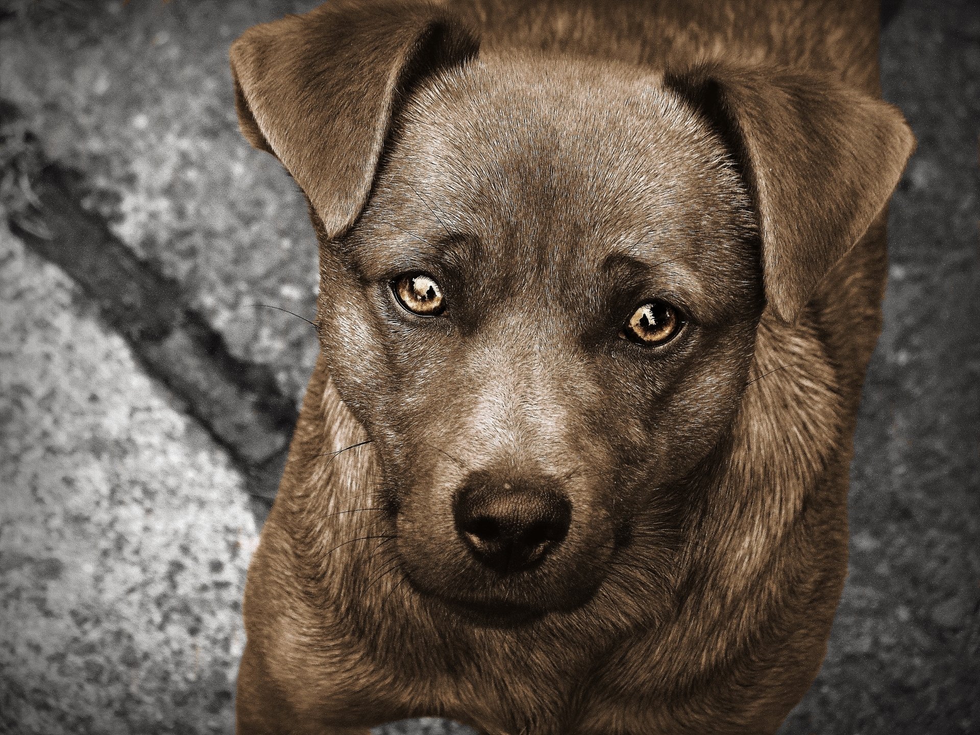 Close-up of a brown dog with expressive eyes looking up against a textured, gray background.