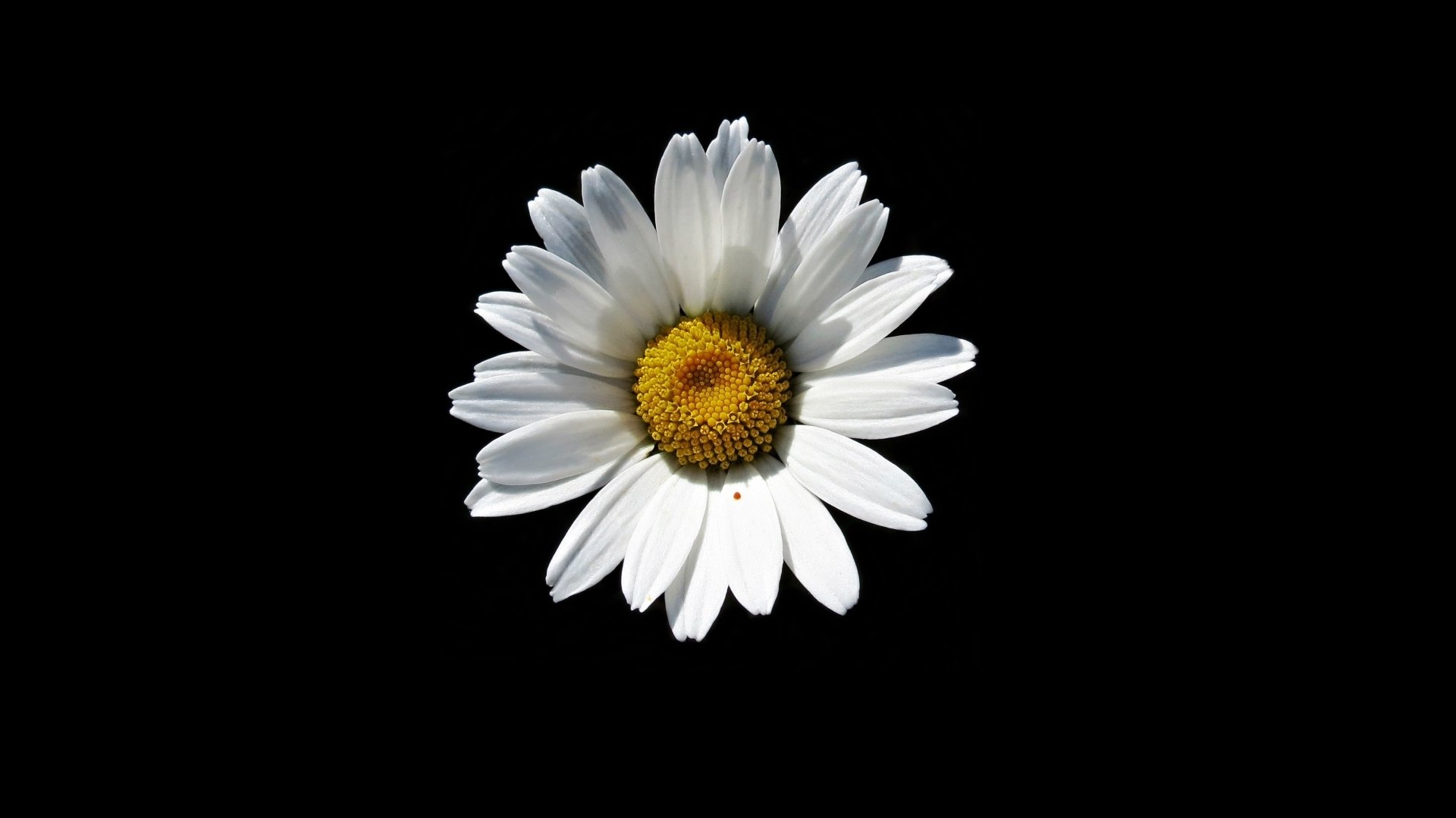Single white daisy flower with a bright yellow center on a black background, a nature close-up.