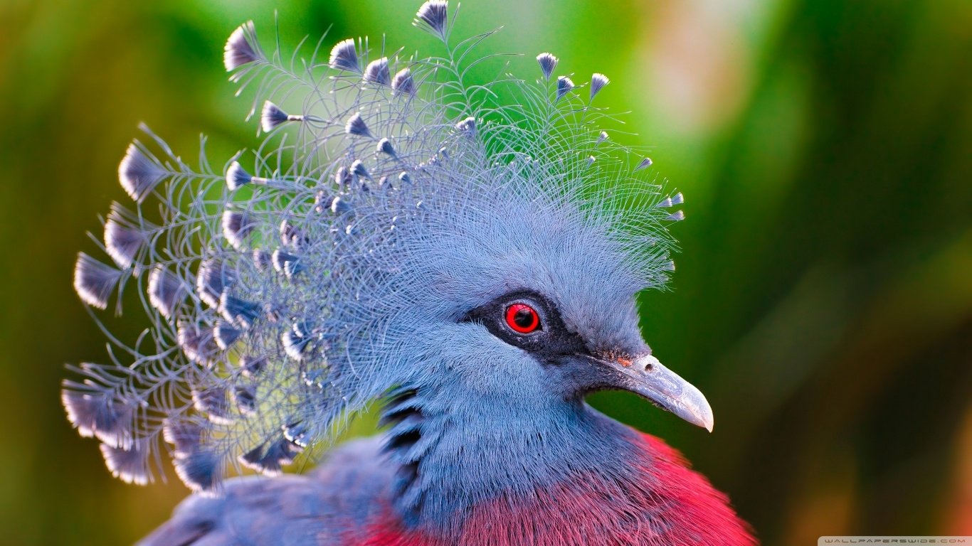 Download Bird Animal Victoria Crowned Pigeon Image