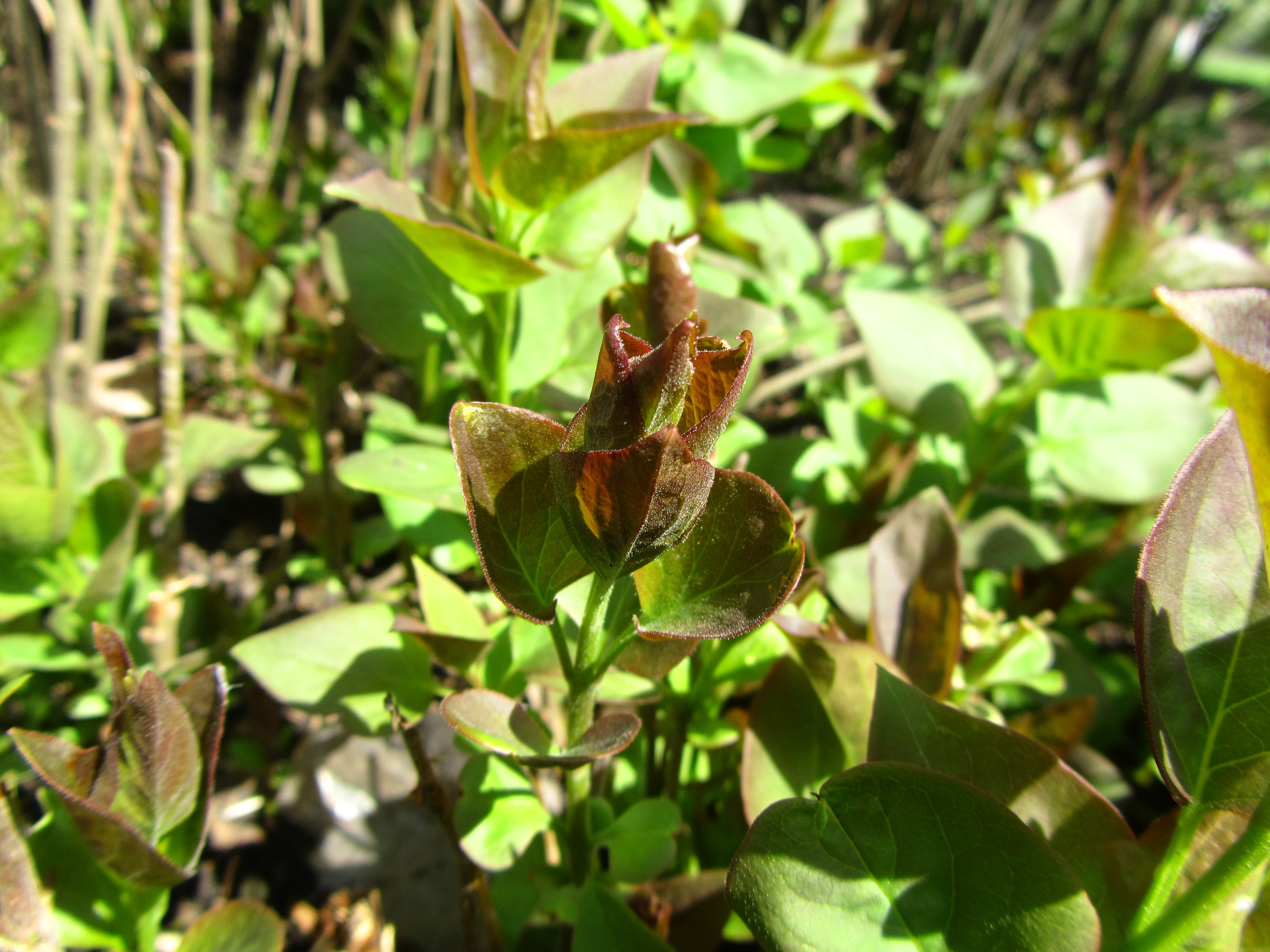 Plant Picture - Image Abyss