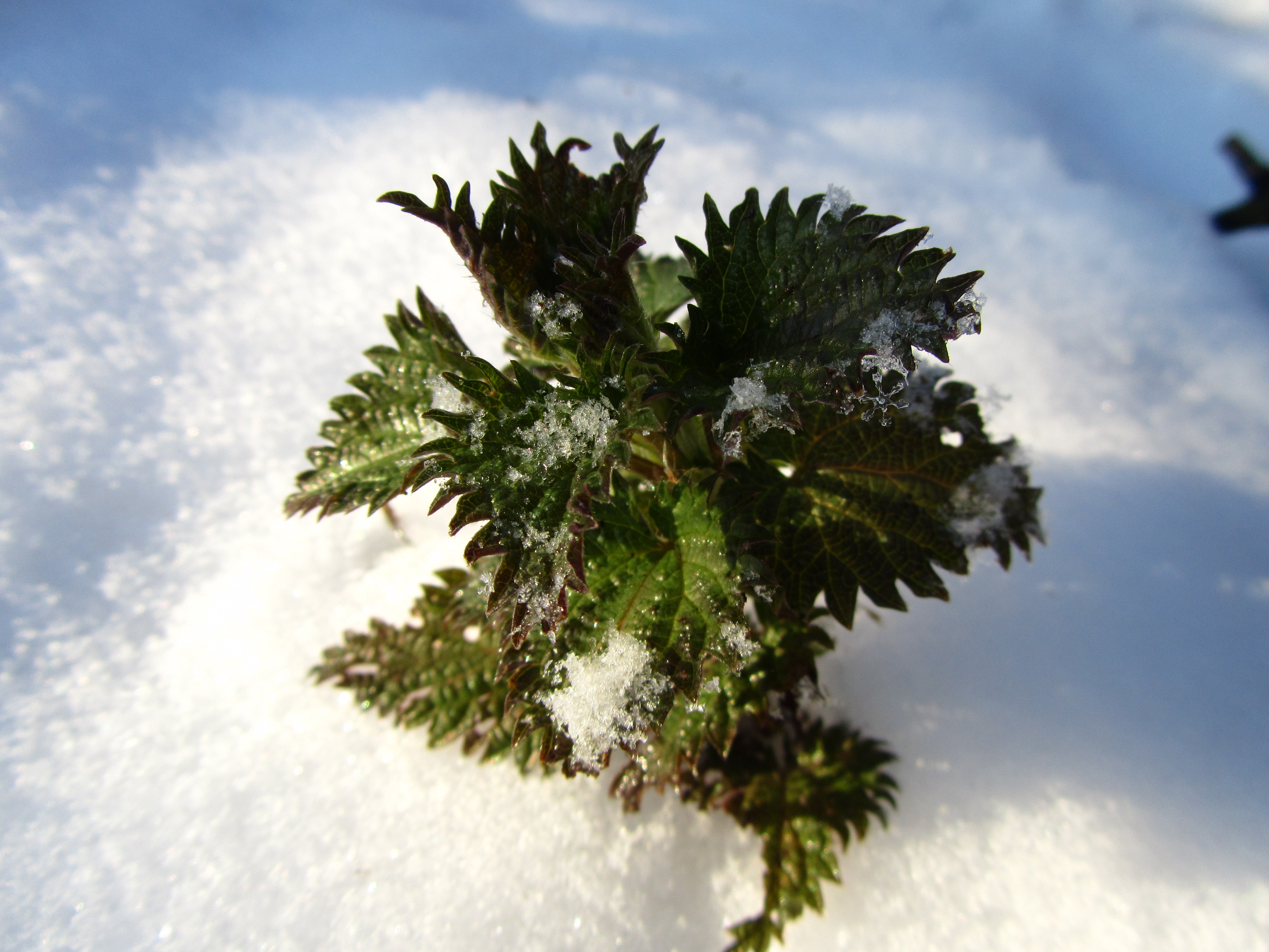 Plant Image ID 274450 Image Abyss