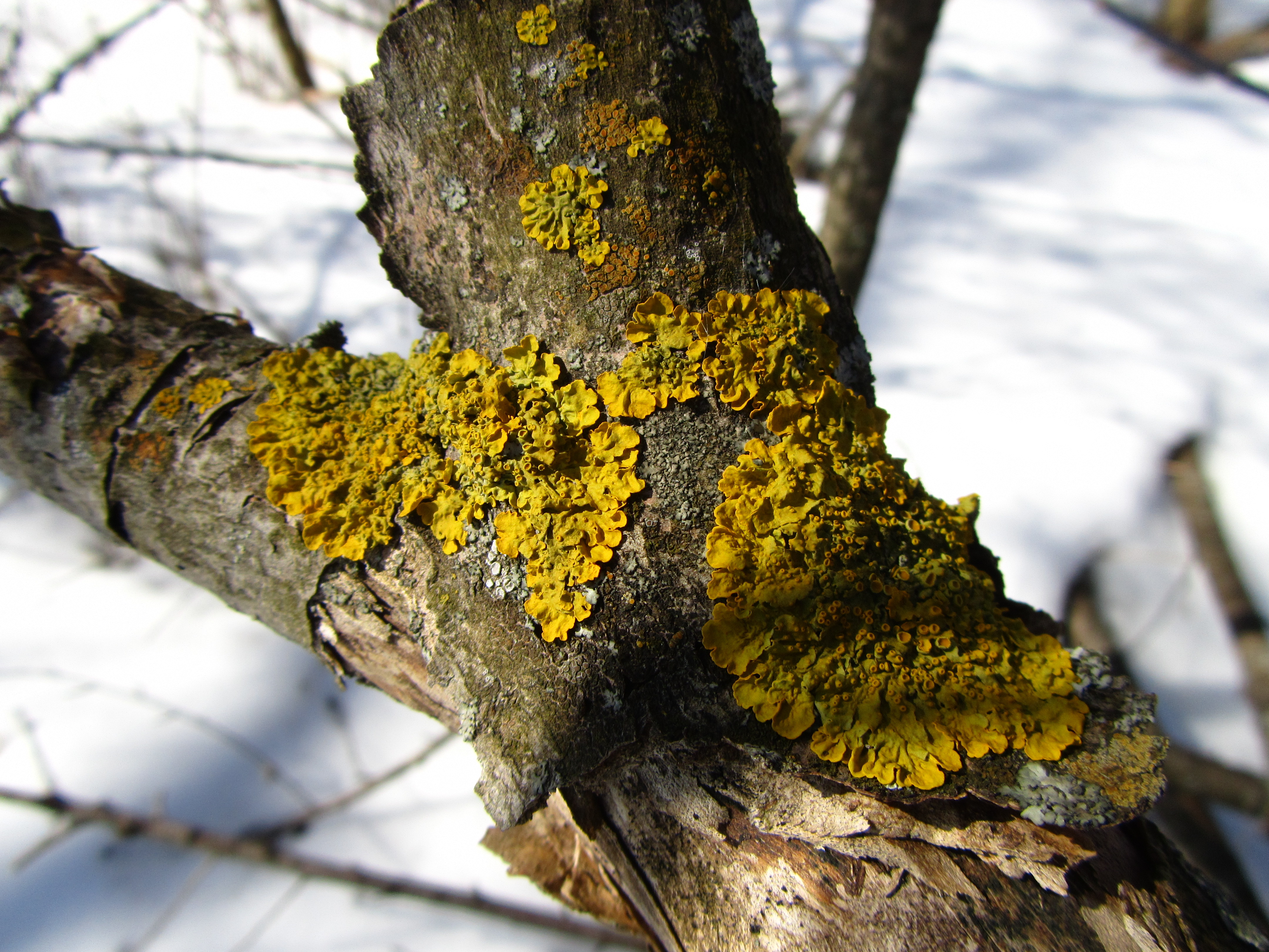 Moss Picture - Image Abyss