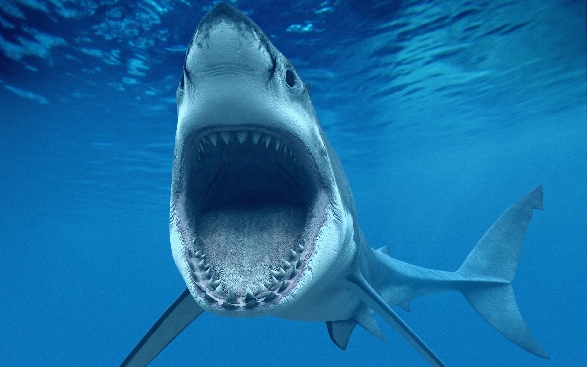 Great White Shark with Mouth Wide Open