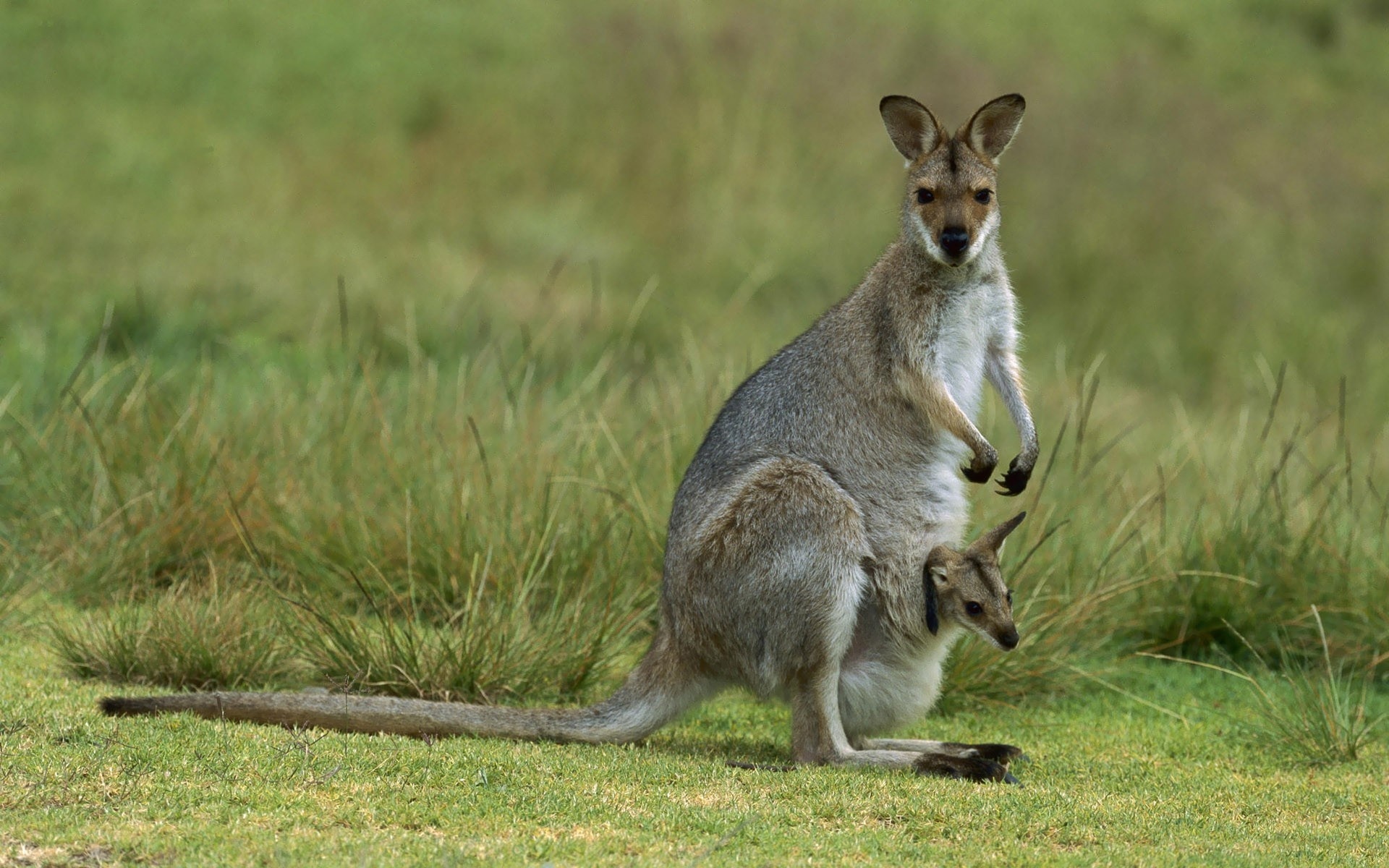 Kango Animals Download Animal Kangaroo Image