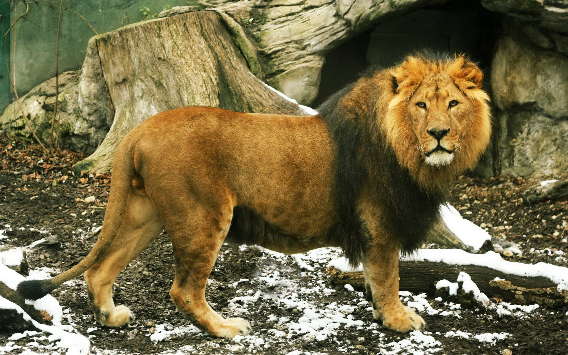 beautiful lion