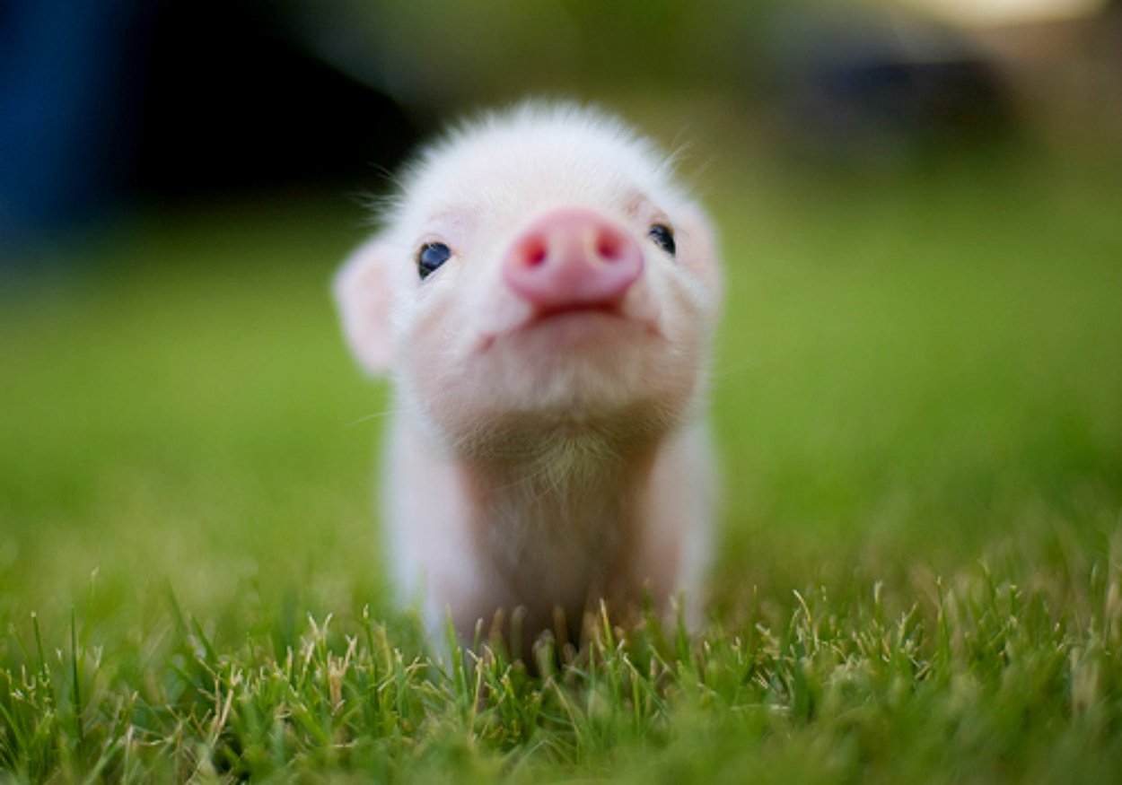 Animal pig Image