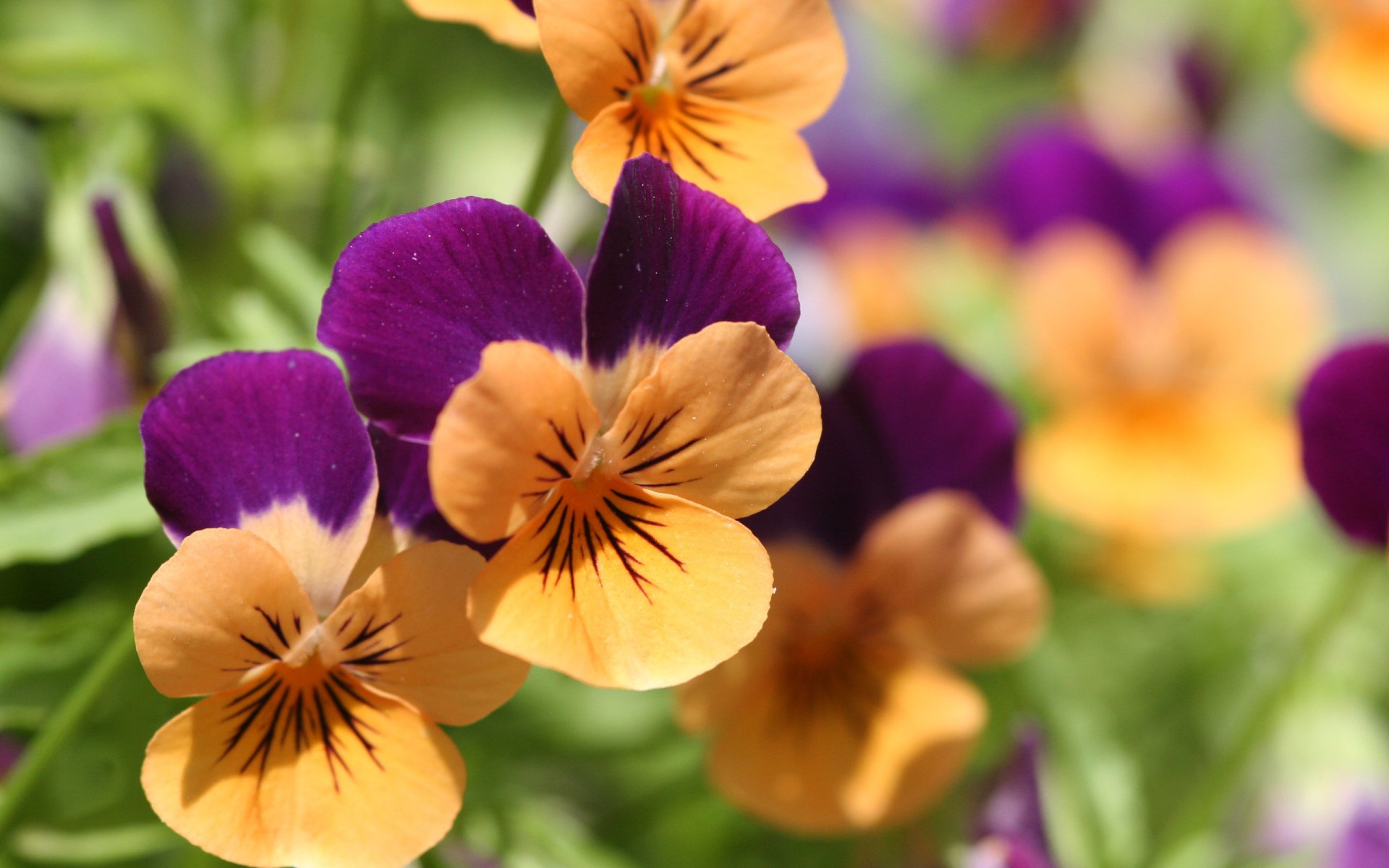 A close-up of vibrant pansy flowers in purple and orange hues, surrounded by lush greenery, showcasing the beauty of nature in full bloom.