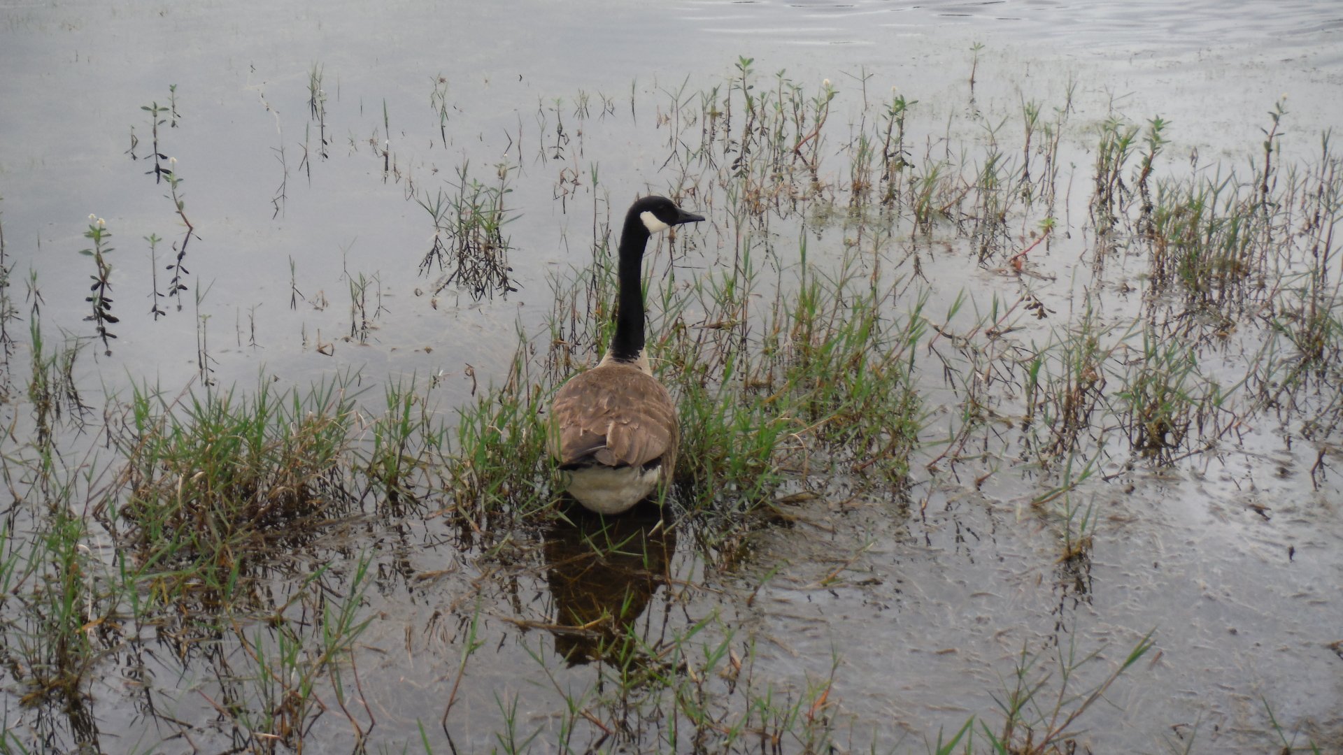  Canada Goose