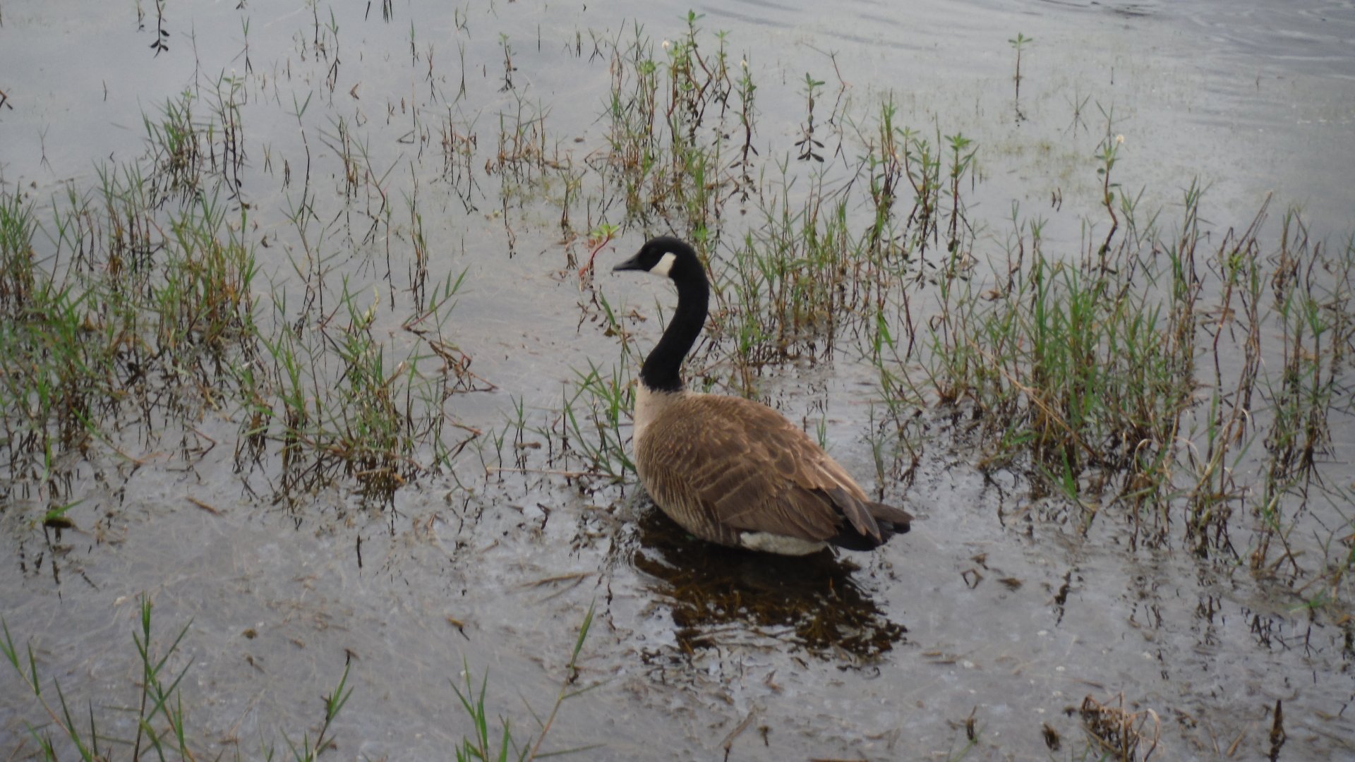  Canada Goose