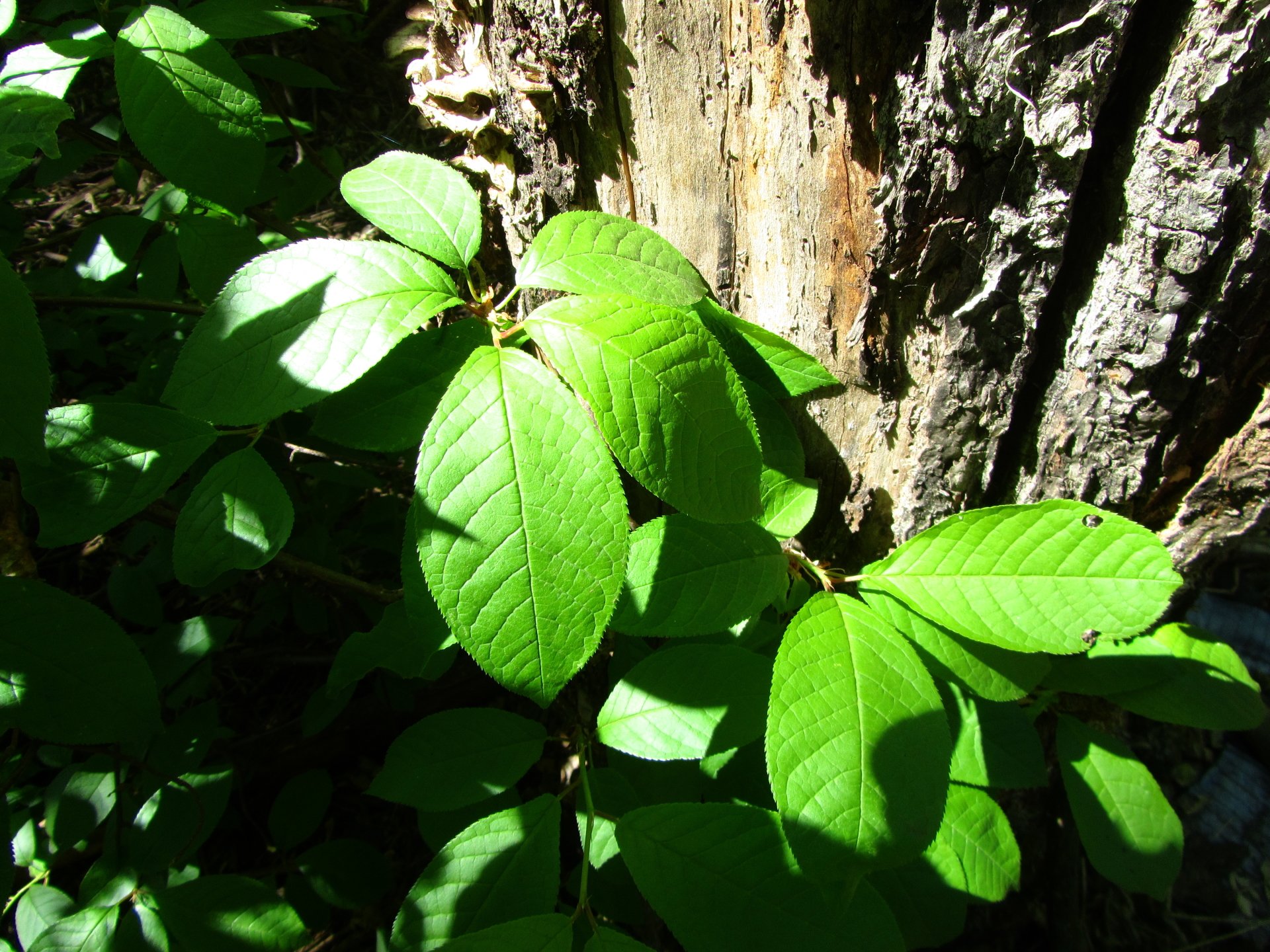 Download Nature Leaf Image